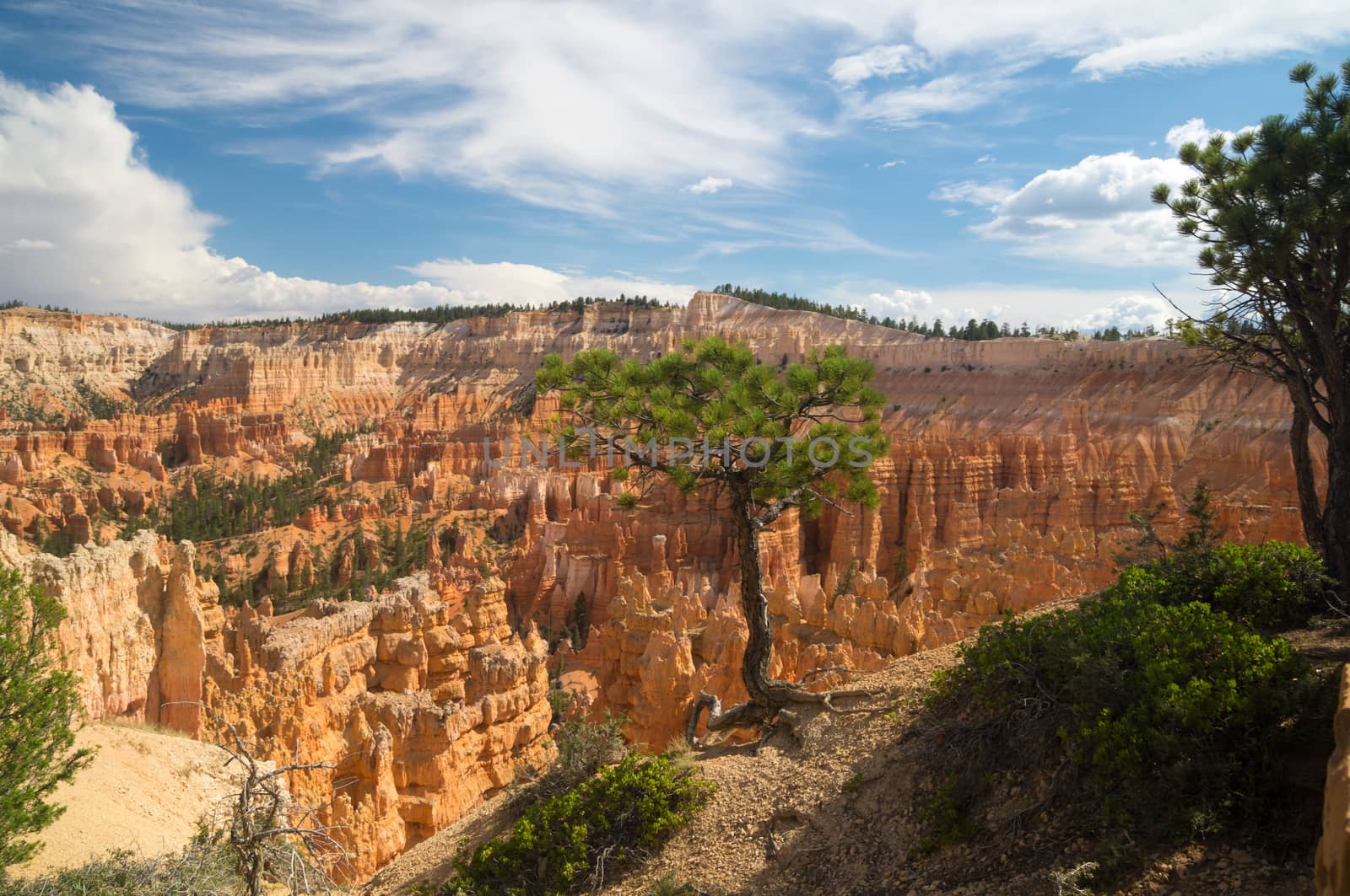 Tree clings to the edge of Bryce Canyon by emattil