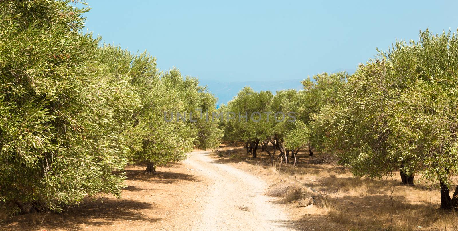 Olive grove on a hot summer day on Crete island, Greece.