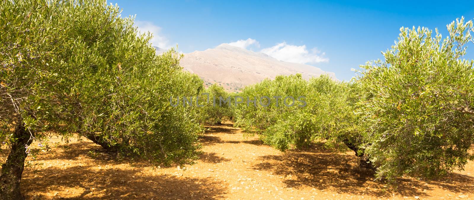 Olive grove on a hot summer day on Crete island, Greece.