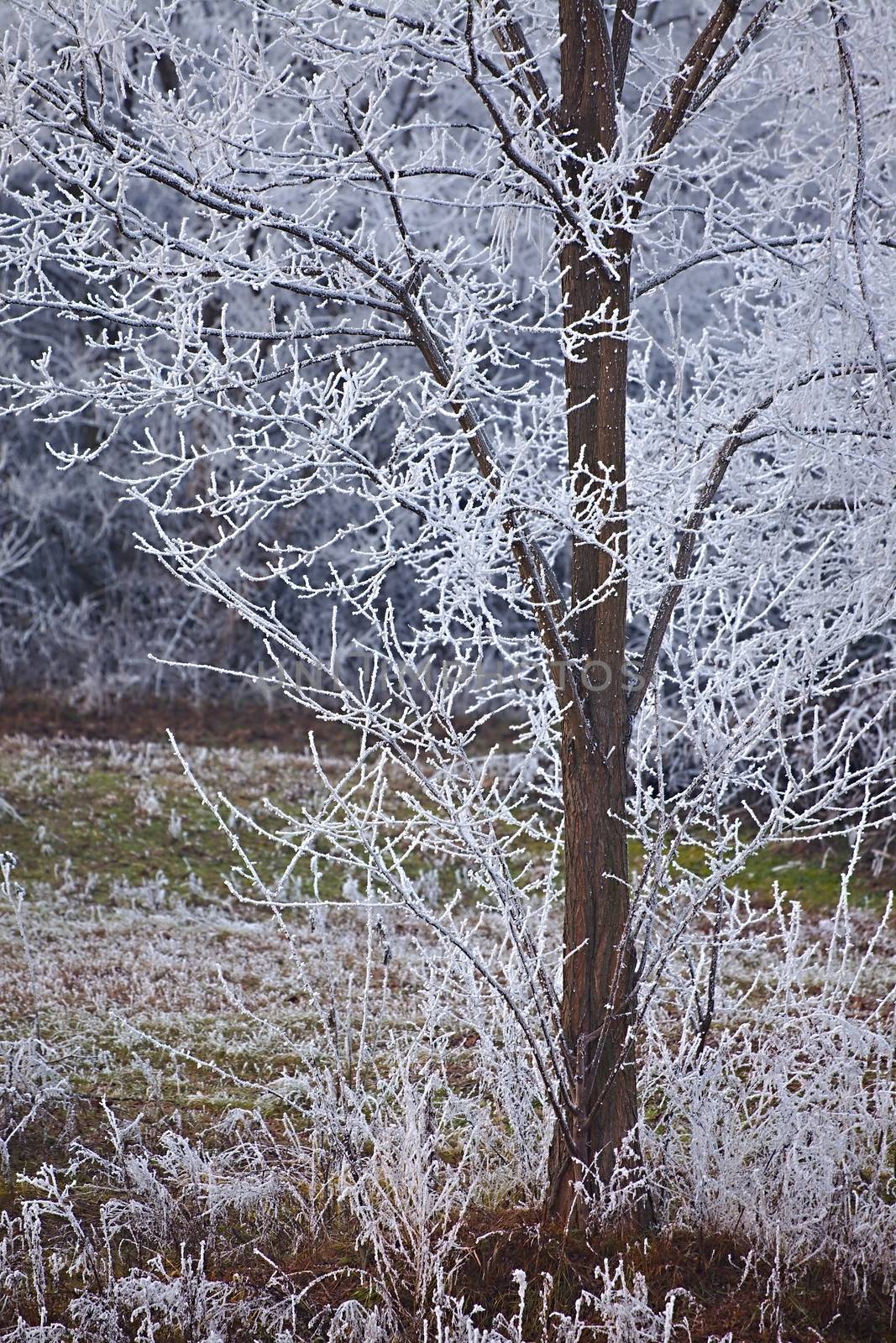 Winter tree detail with frost