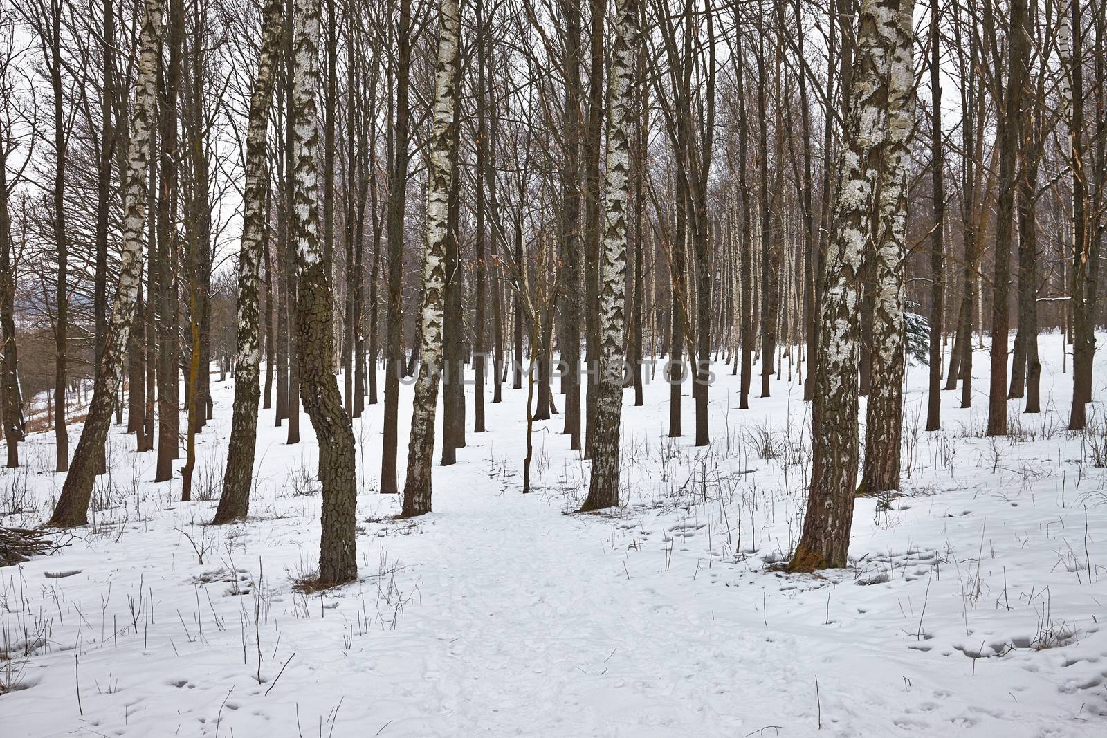 Winter forest by Gudella