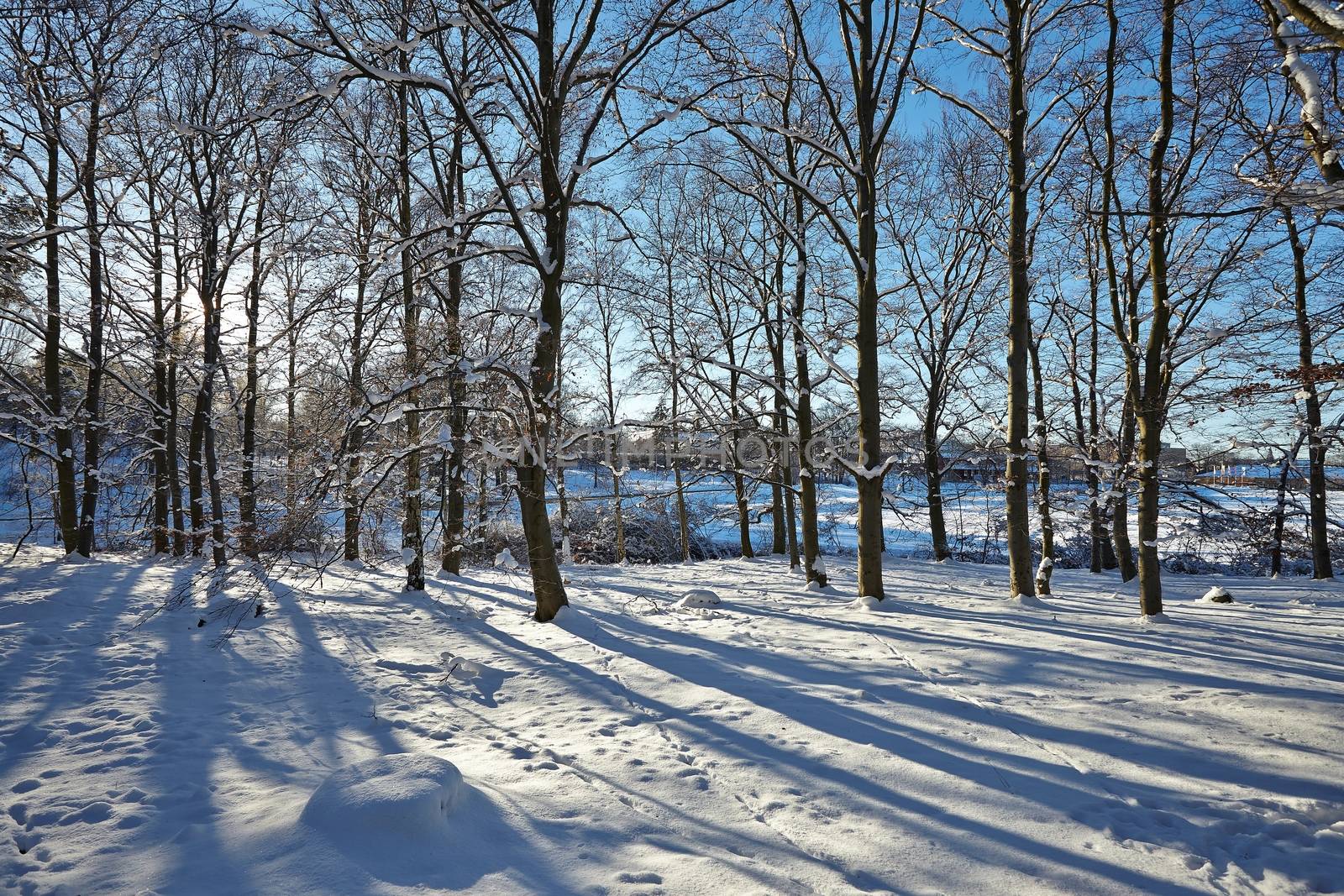 Winter Park by Gudella