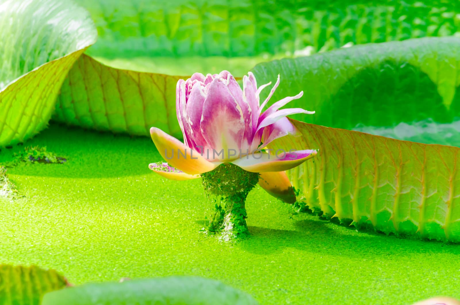 Blooming Rose. With the largest leaves in the world, the Victoria water lily or even the Amazon water lily called.