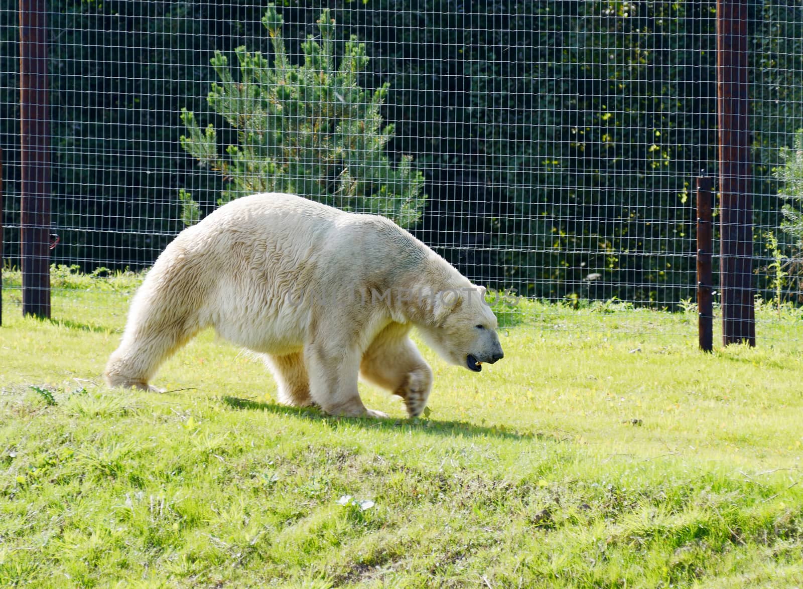 Polar bear in captivity walking on grass