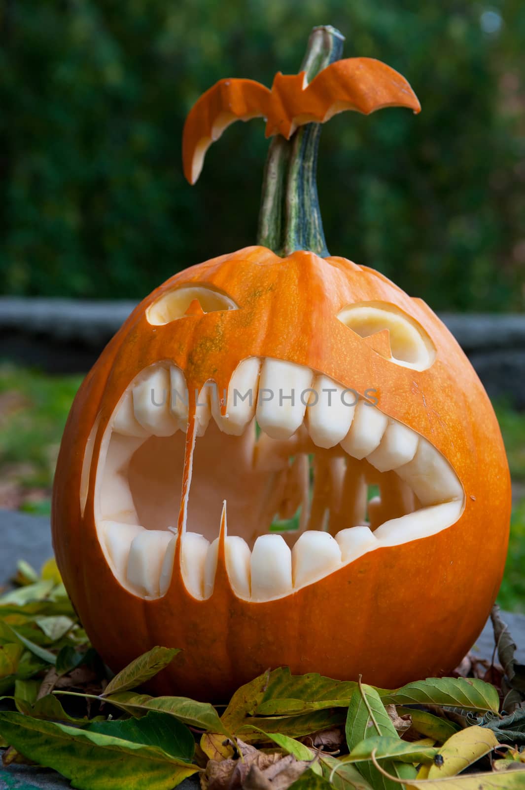 Halloween pumpkin on leaves background