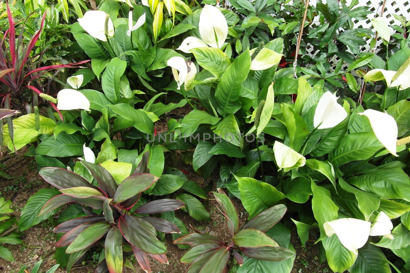 Unusual asian flowers, white and green leaves