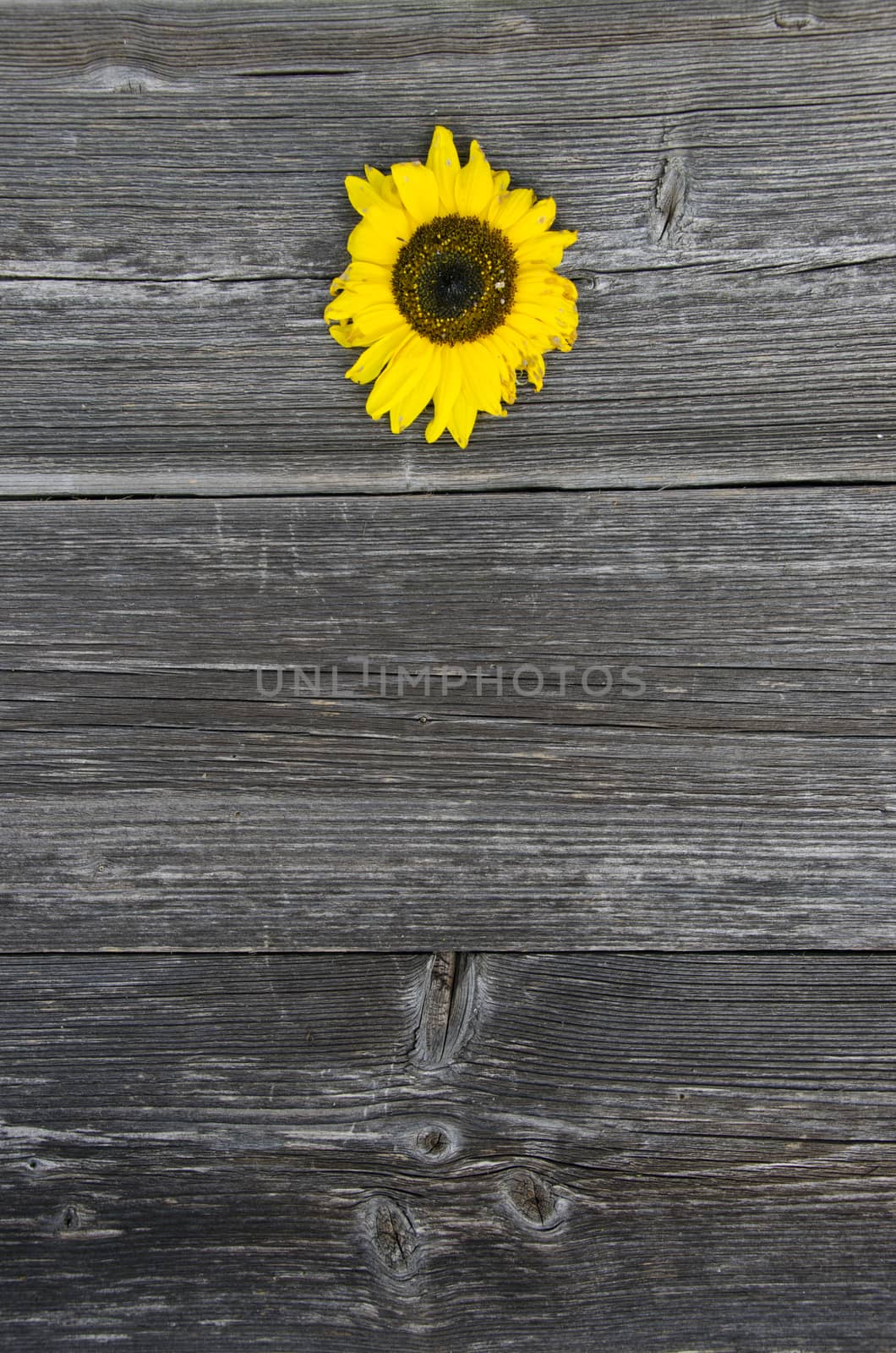 old wooden gray plank board background and texture  with sunflower