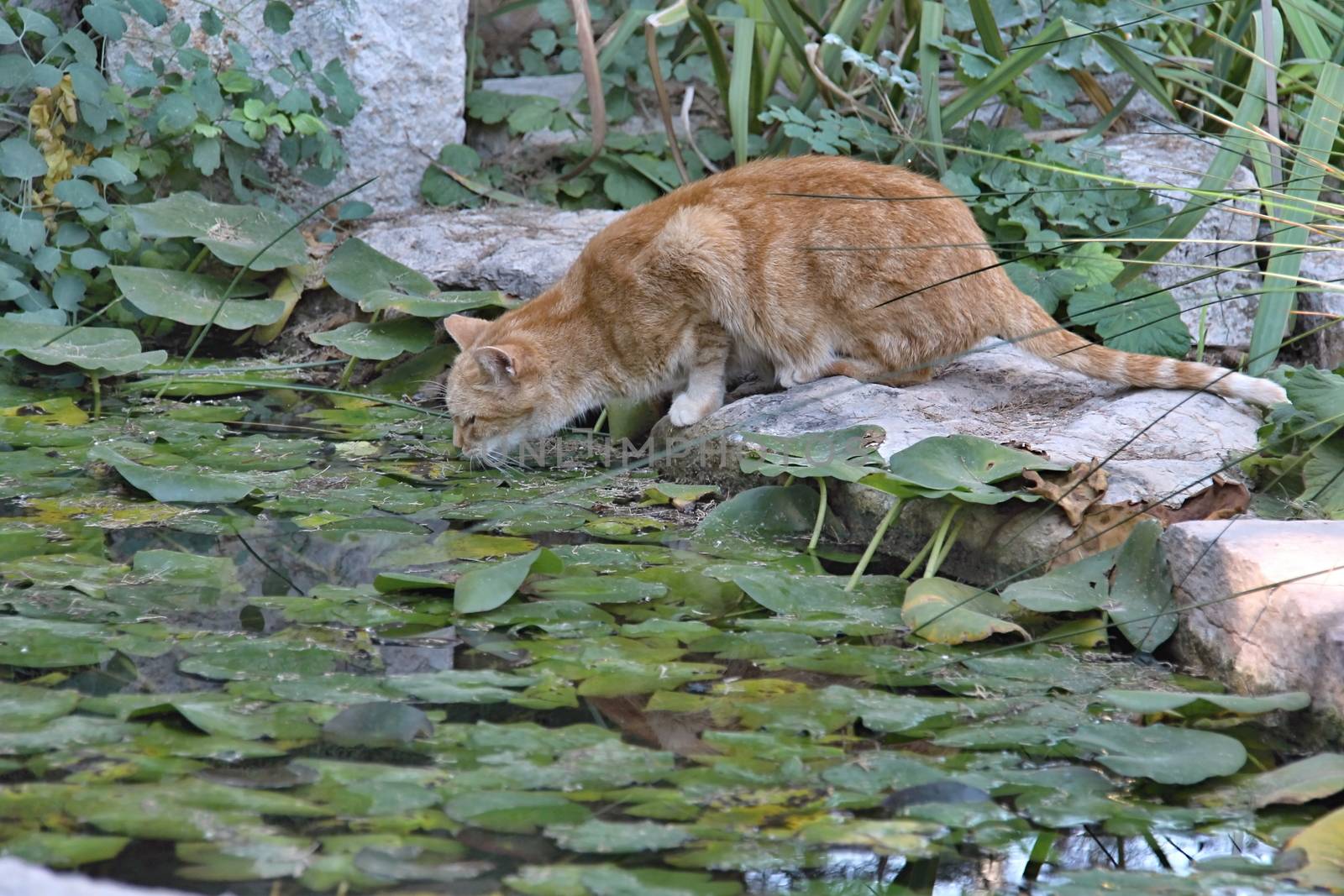 Photo of Cat in the City Parc, Valencia, Spain made in the late Summer time in Spain, 2013