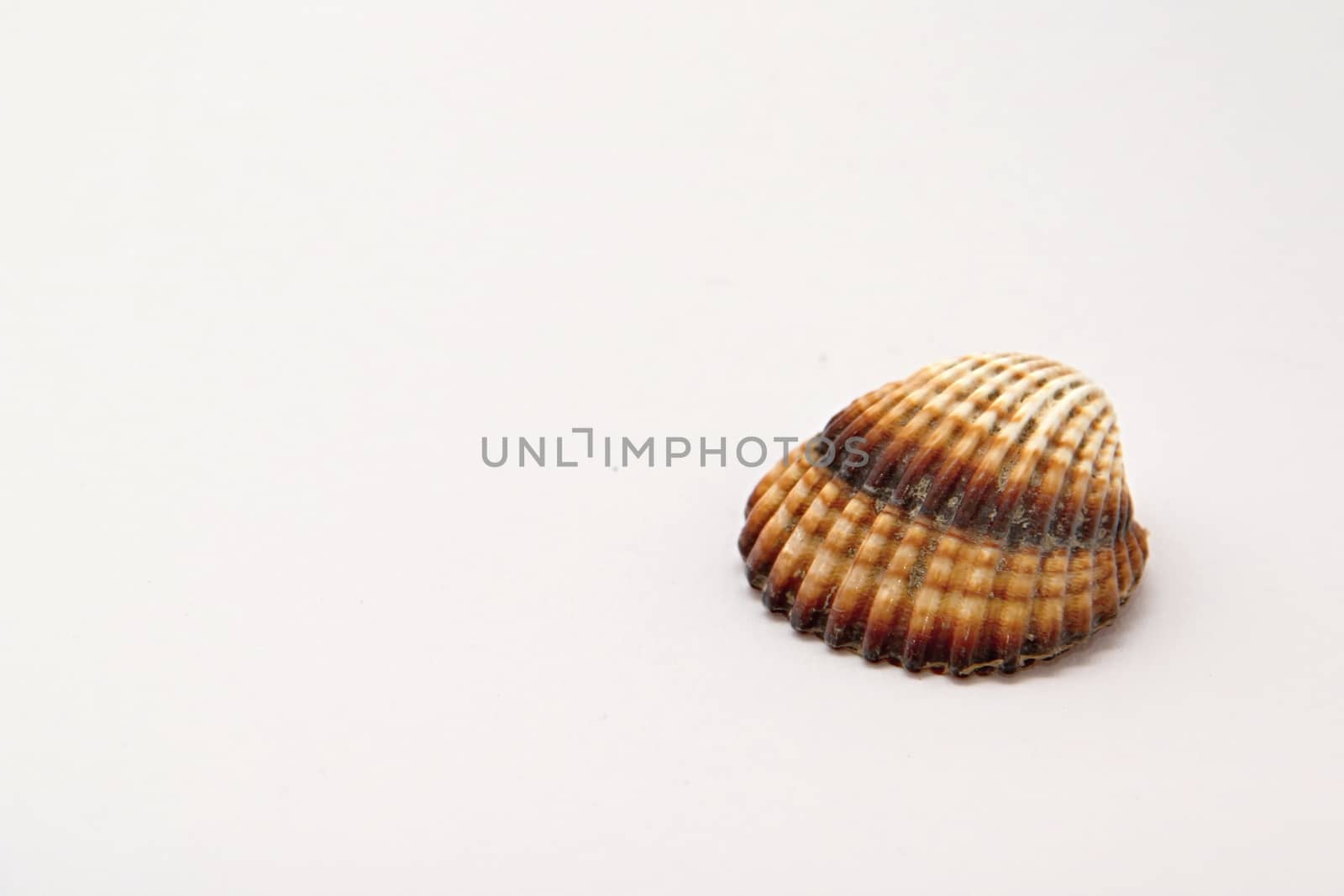 Seashell Object by Dermot68