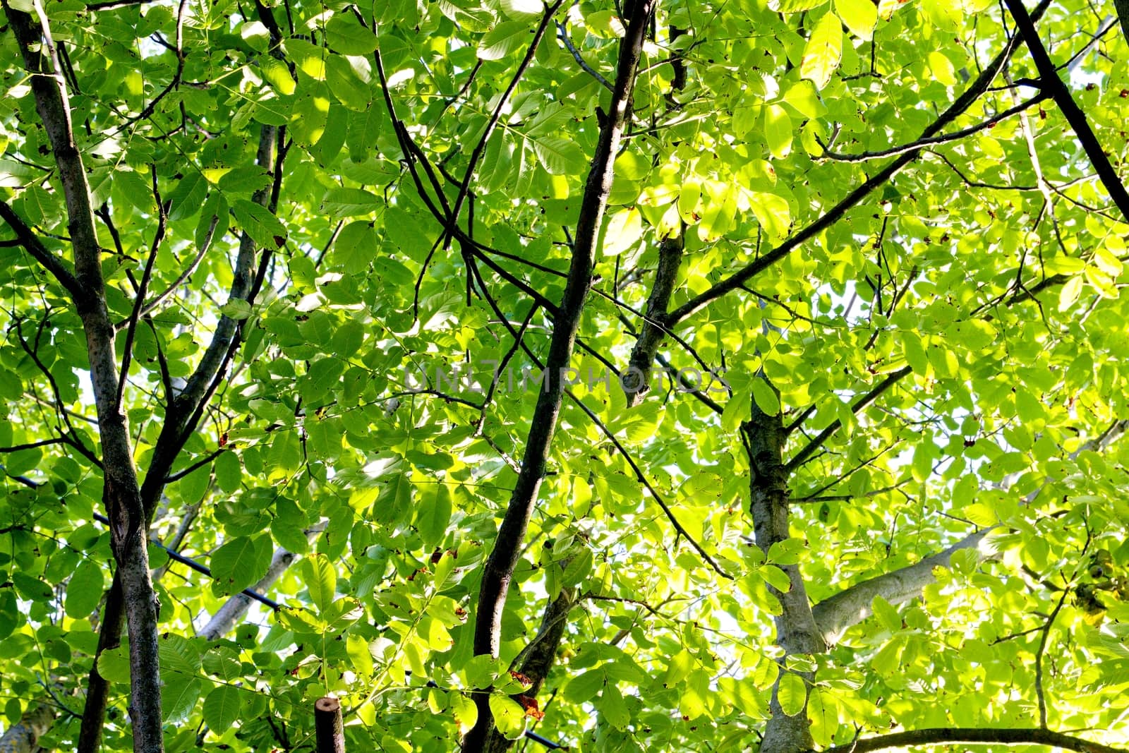 Photo shows closeup details of a magical leafs.