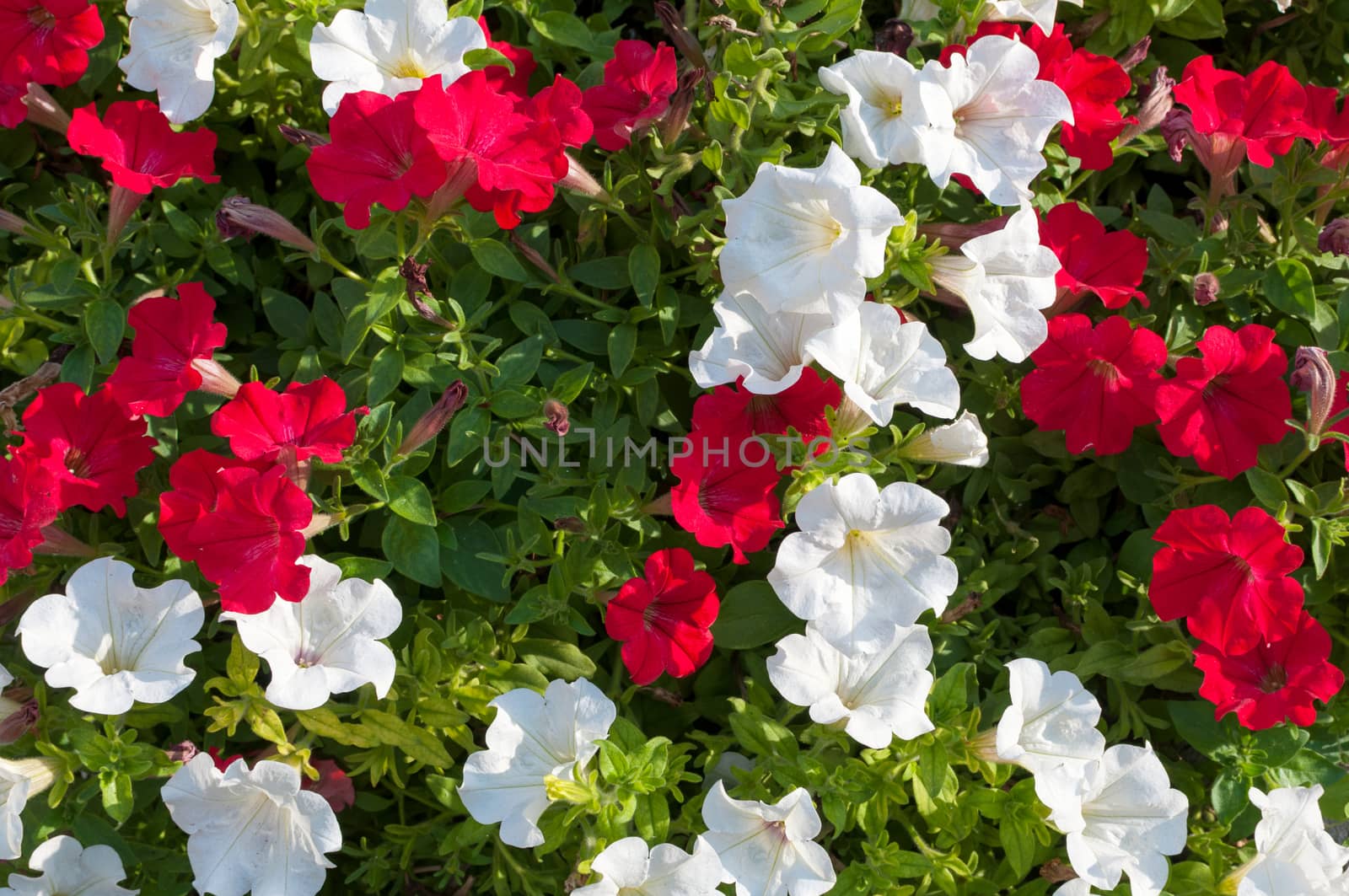 Lots of colorful petunia flowers close up