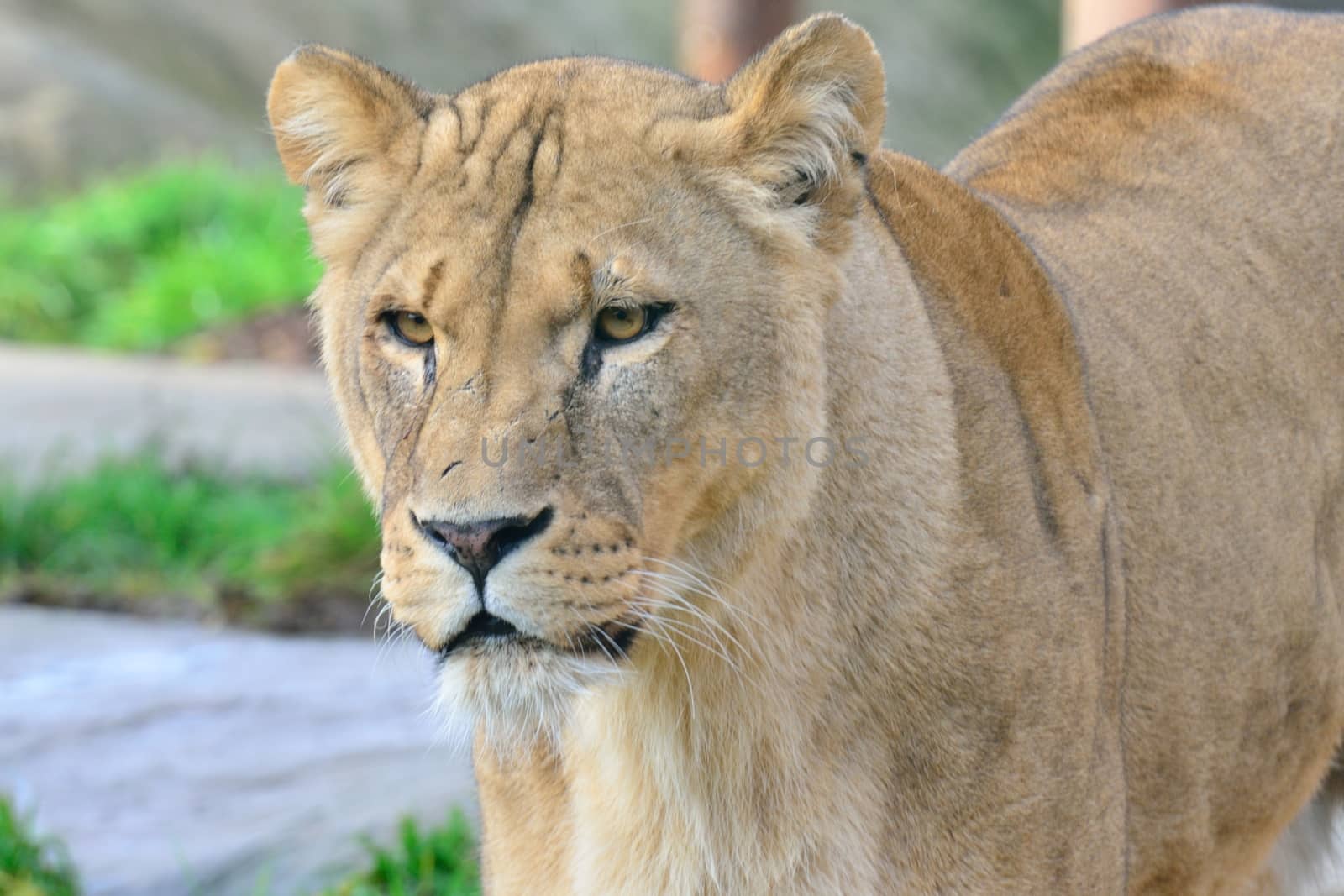 Head of Lioness standing
