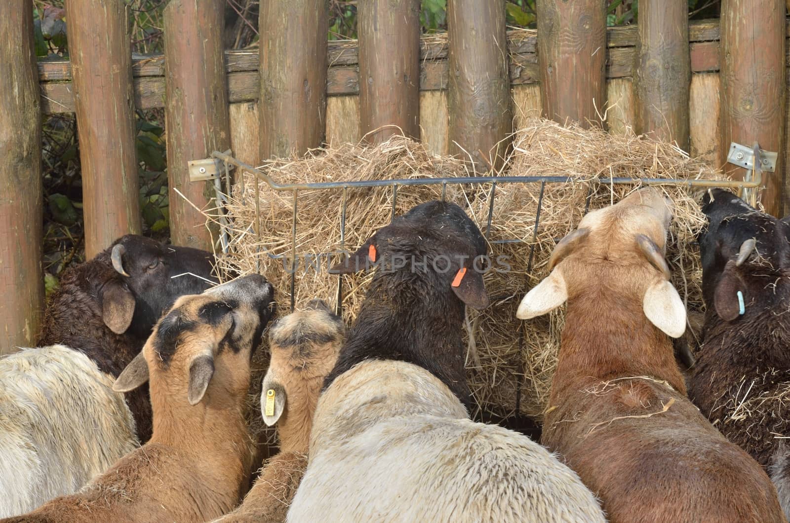 Goats feeding on hay by pauws99