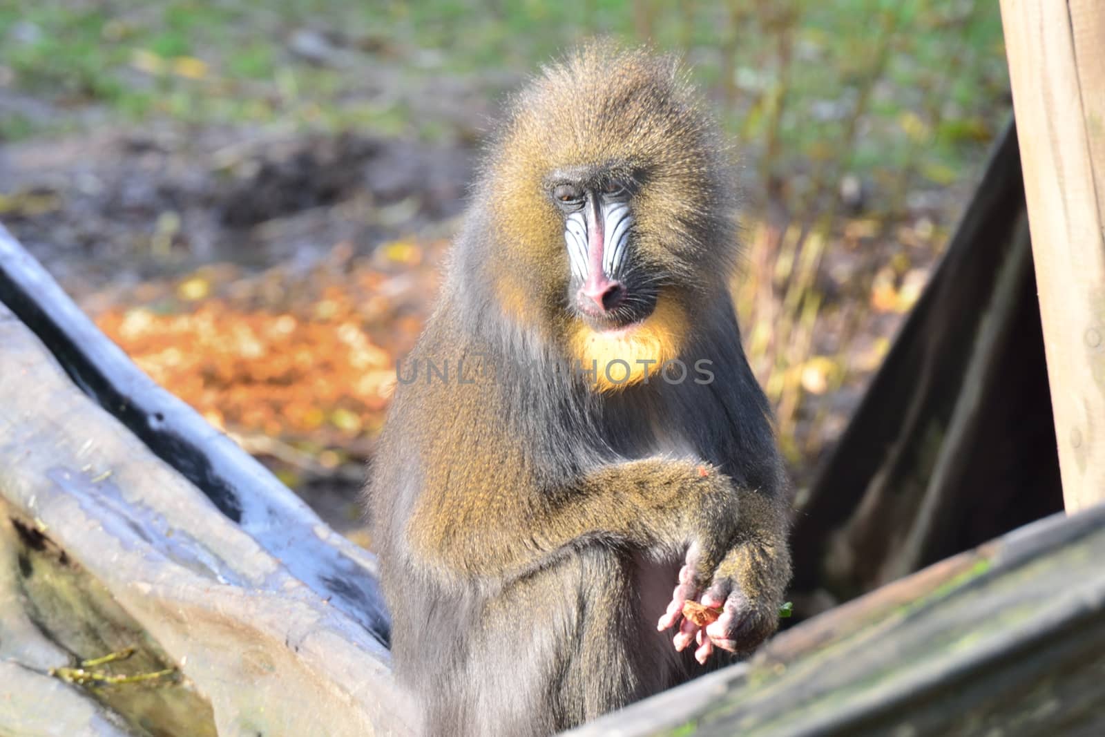 Mandrill Sitting