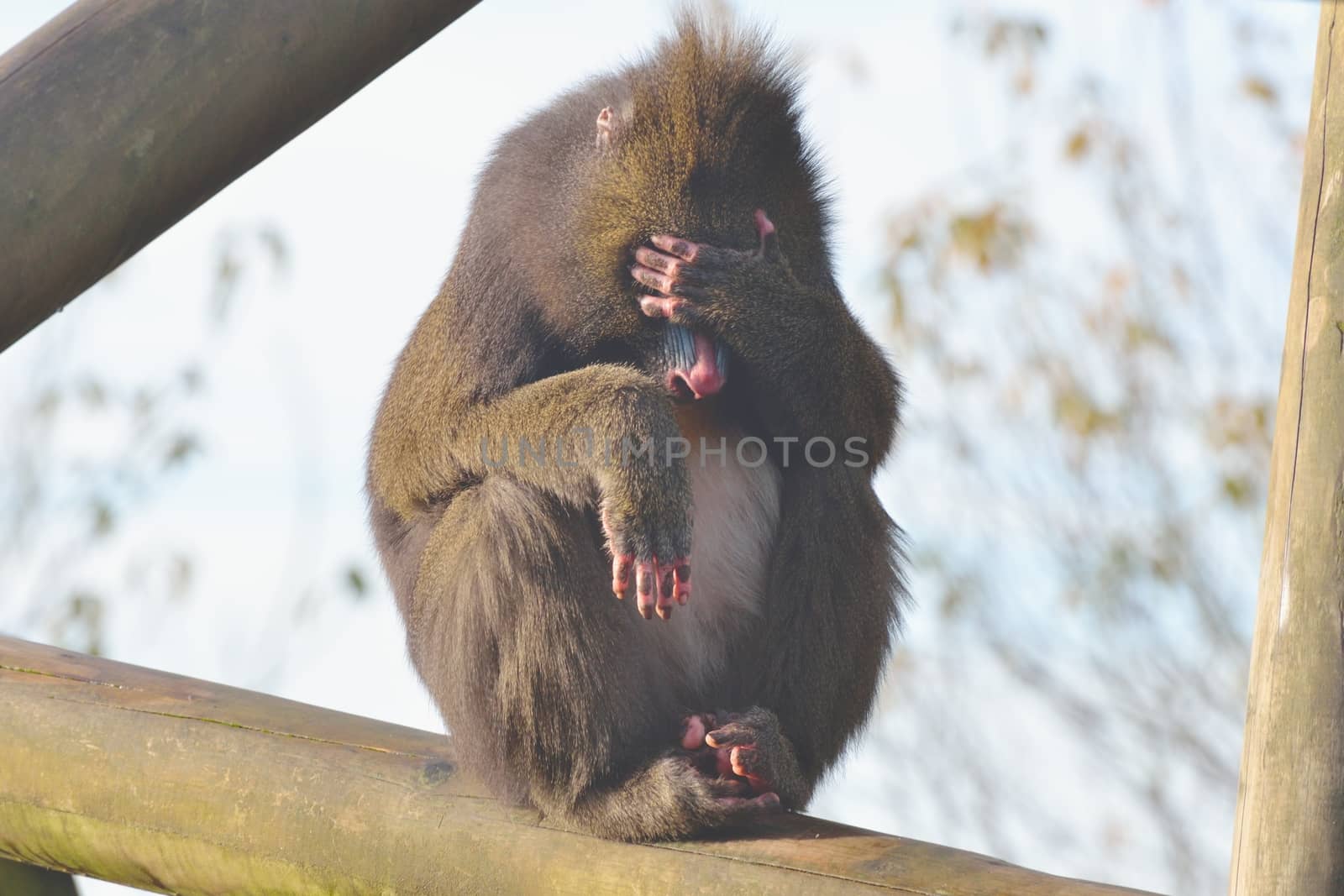 Exasperated Mandrill by pauws99