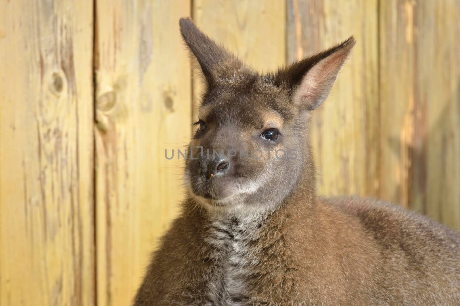 face of wallaby by pauws99