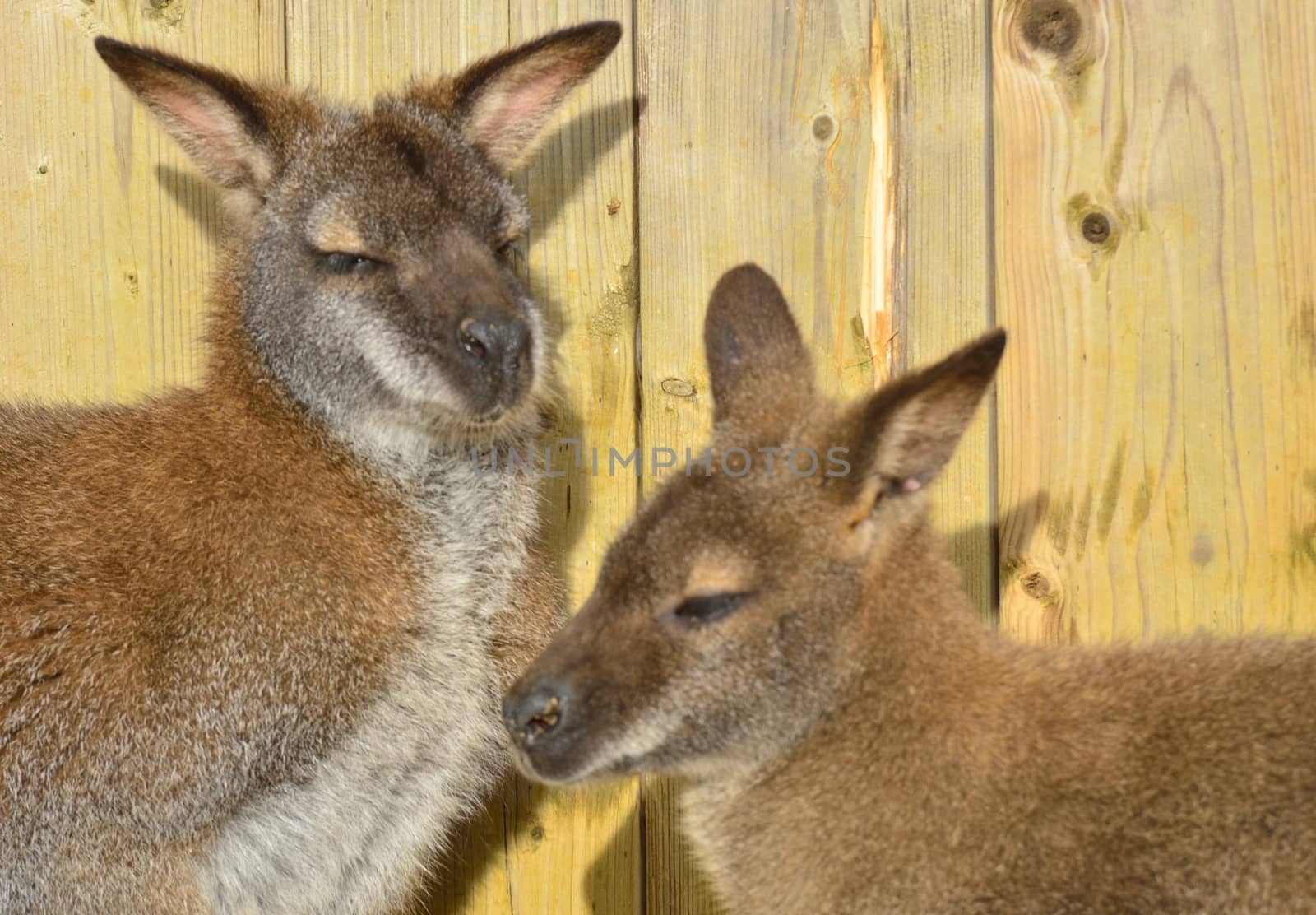 Pair of wallabies