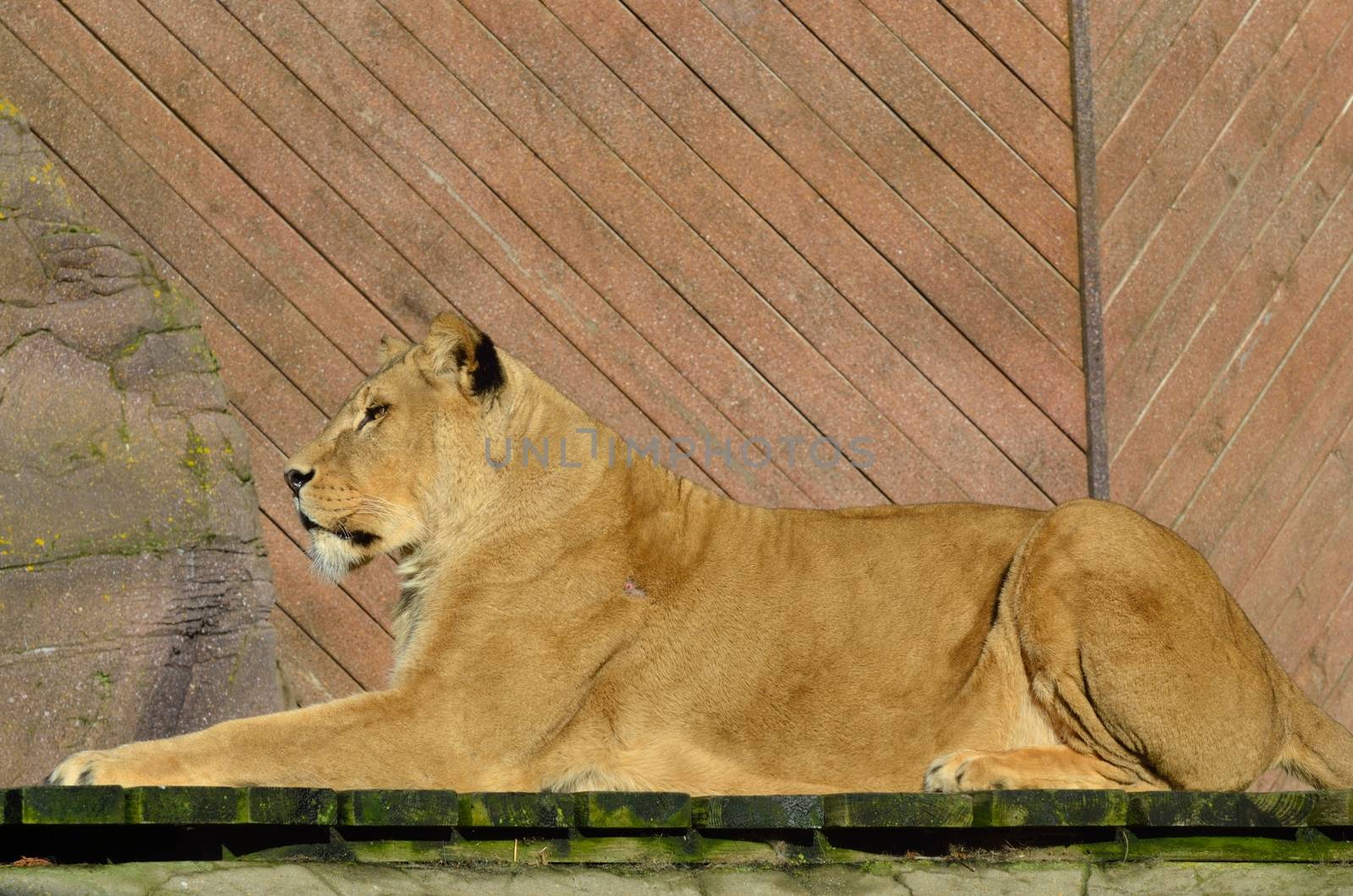 Lion in Sphinx Pose