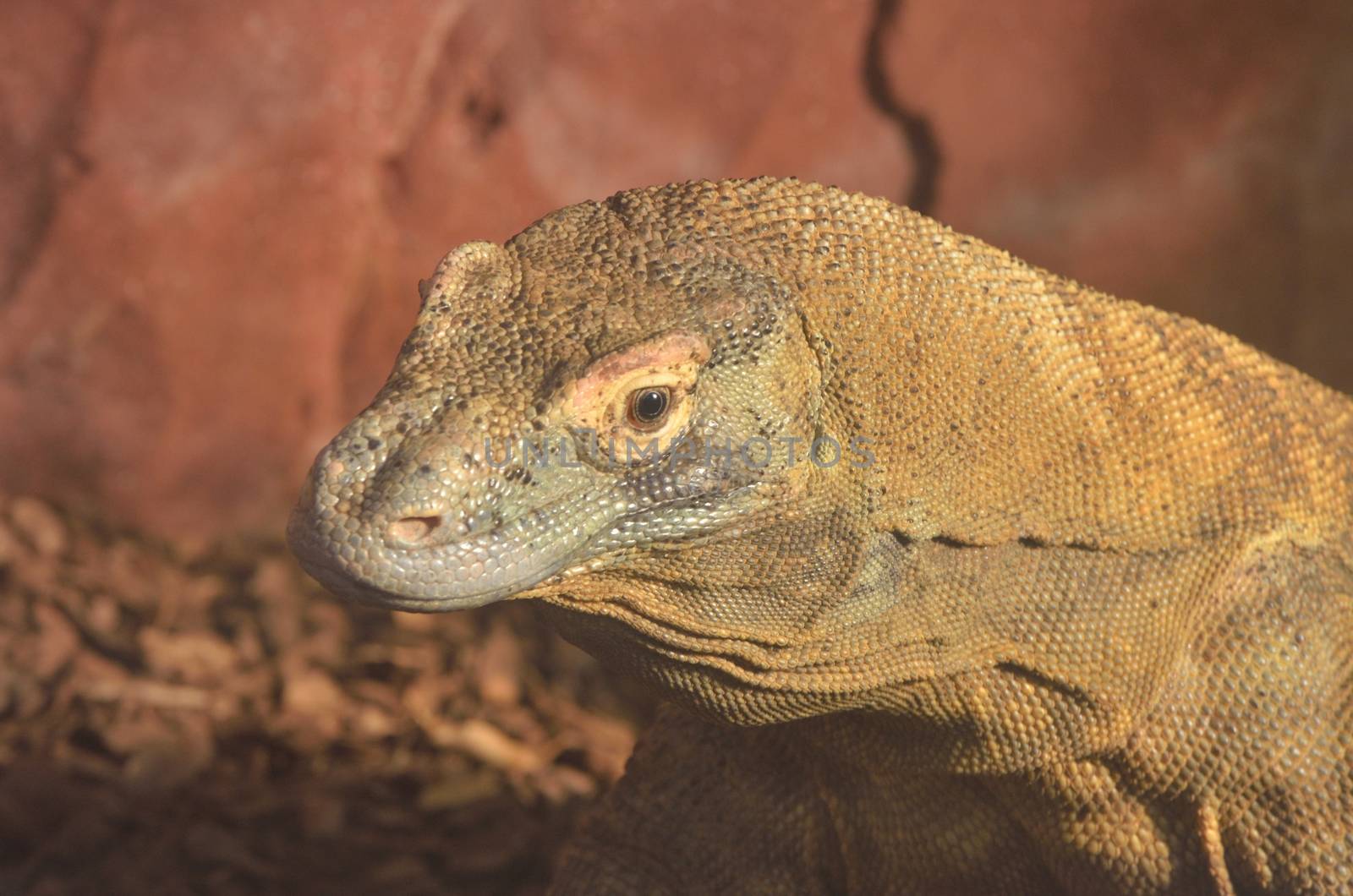 Large lizard head by pauws99