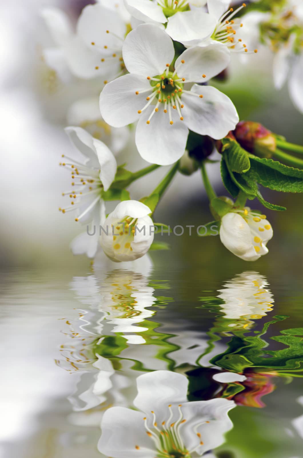 Cherry blossom closeup over natural background by dolnikow