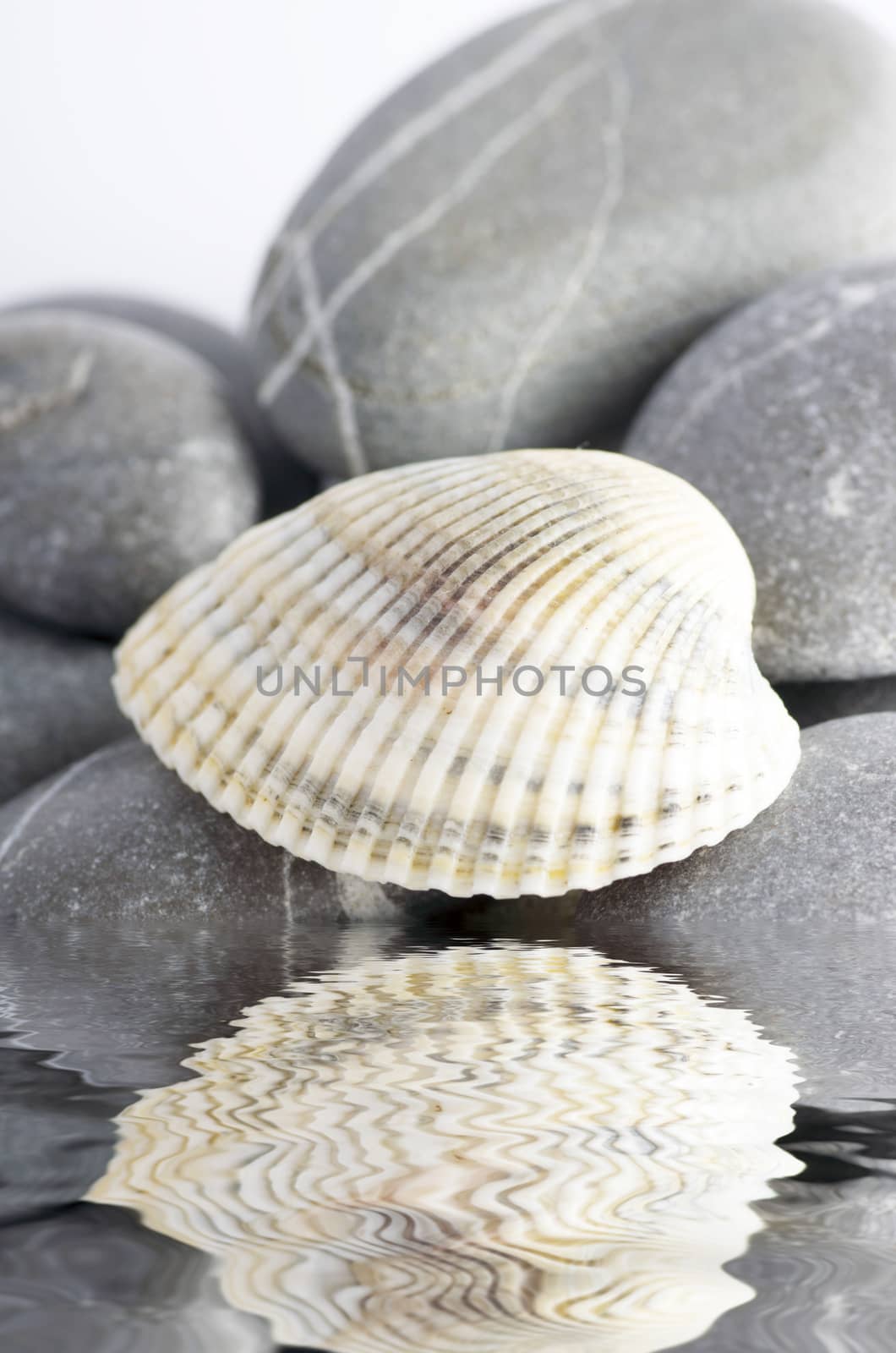 Natural spa elements- seashell with starshell and stones on whit by dolnikow