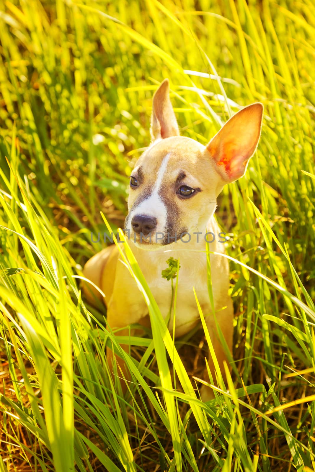 The puppy of the American Staffordshire terrier sits in a high grass