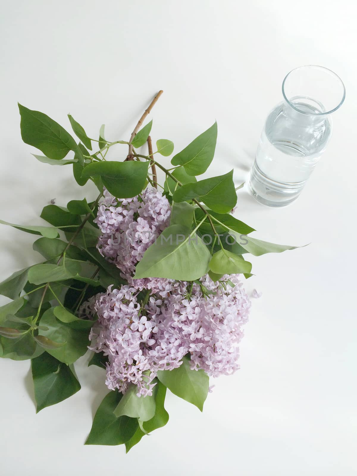 Lilac branches and water glass vase