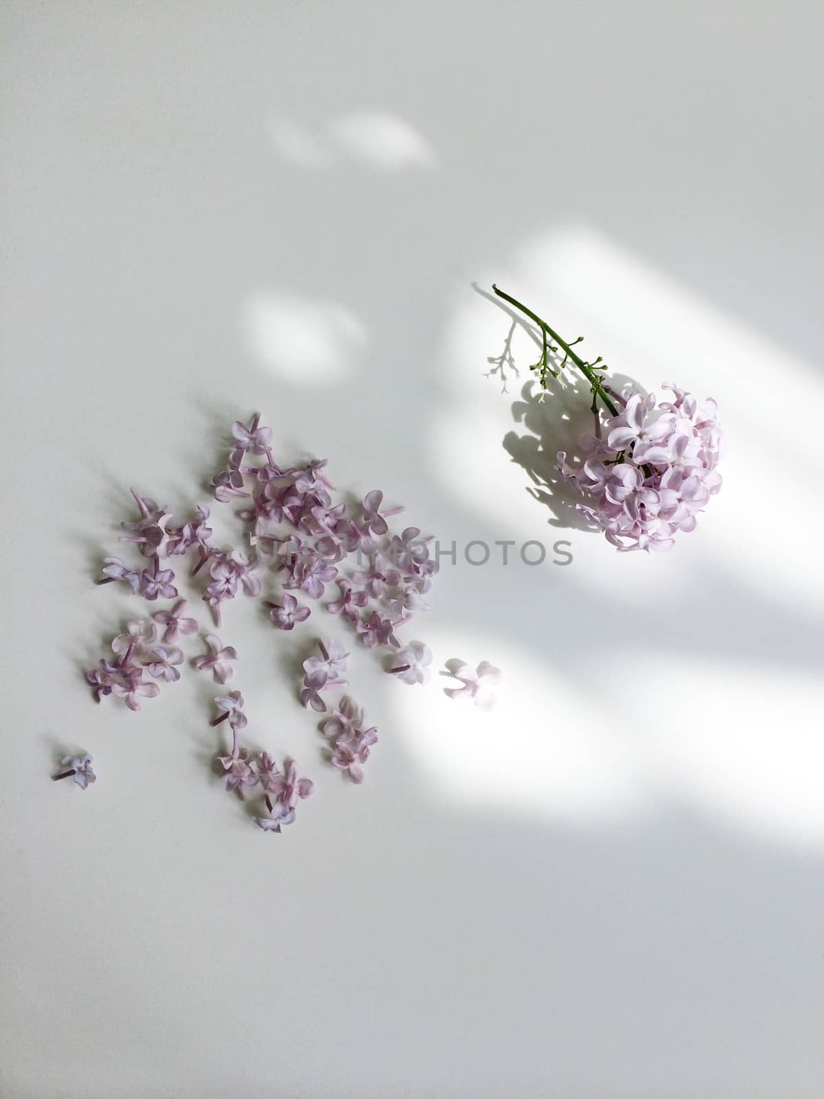 Picked lilac flowers scattered on a white background