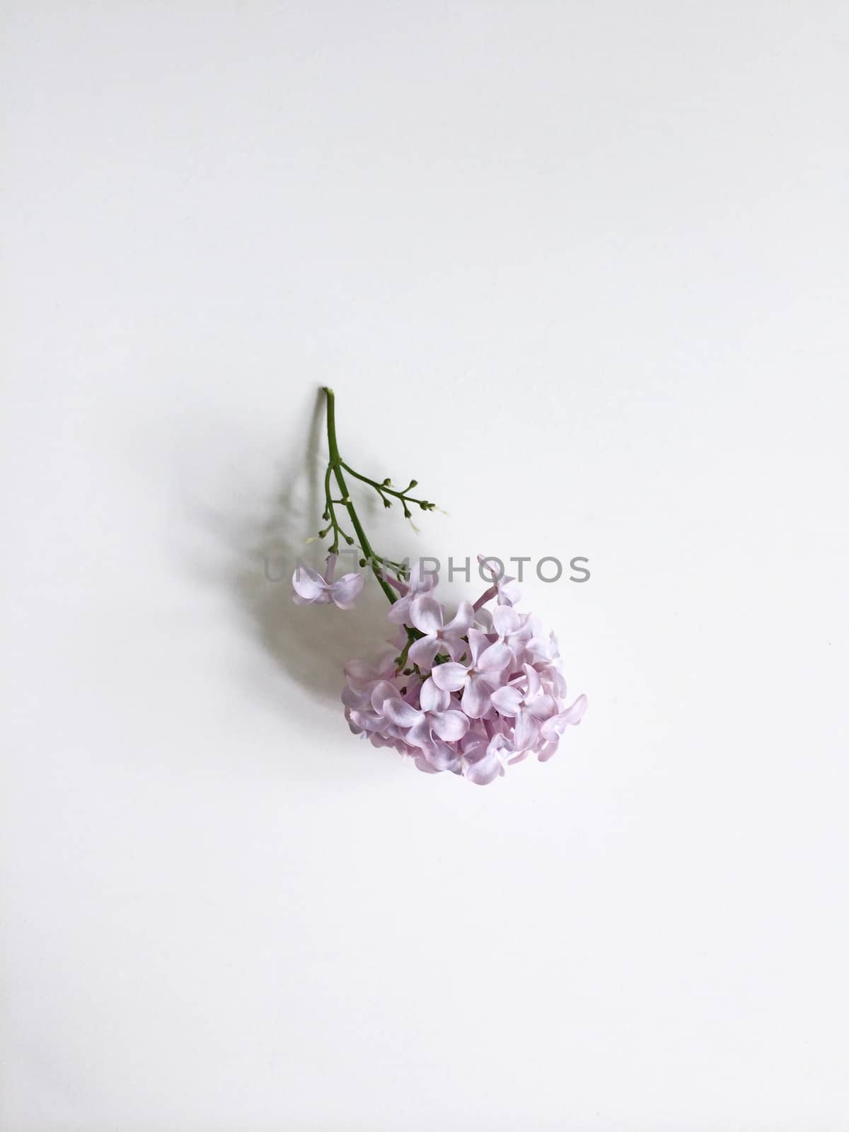 Trimmed lilac sprig on a white background