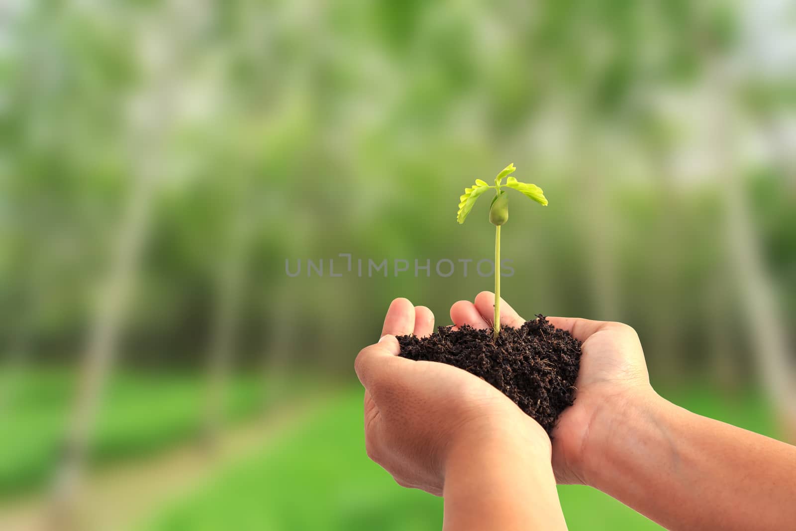 Hand holding young plant with soil on blur tree background