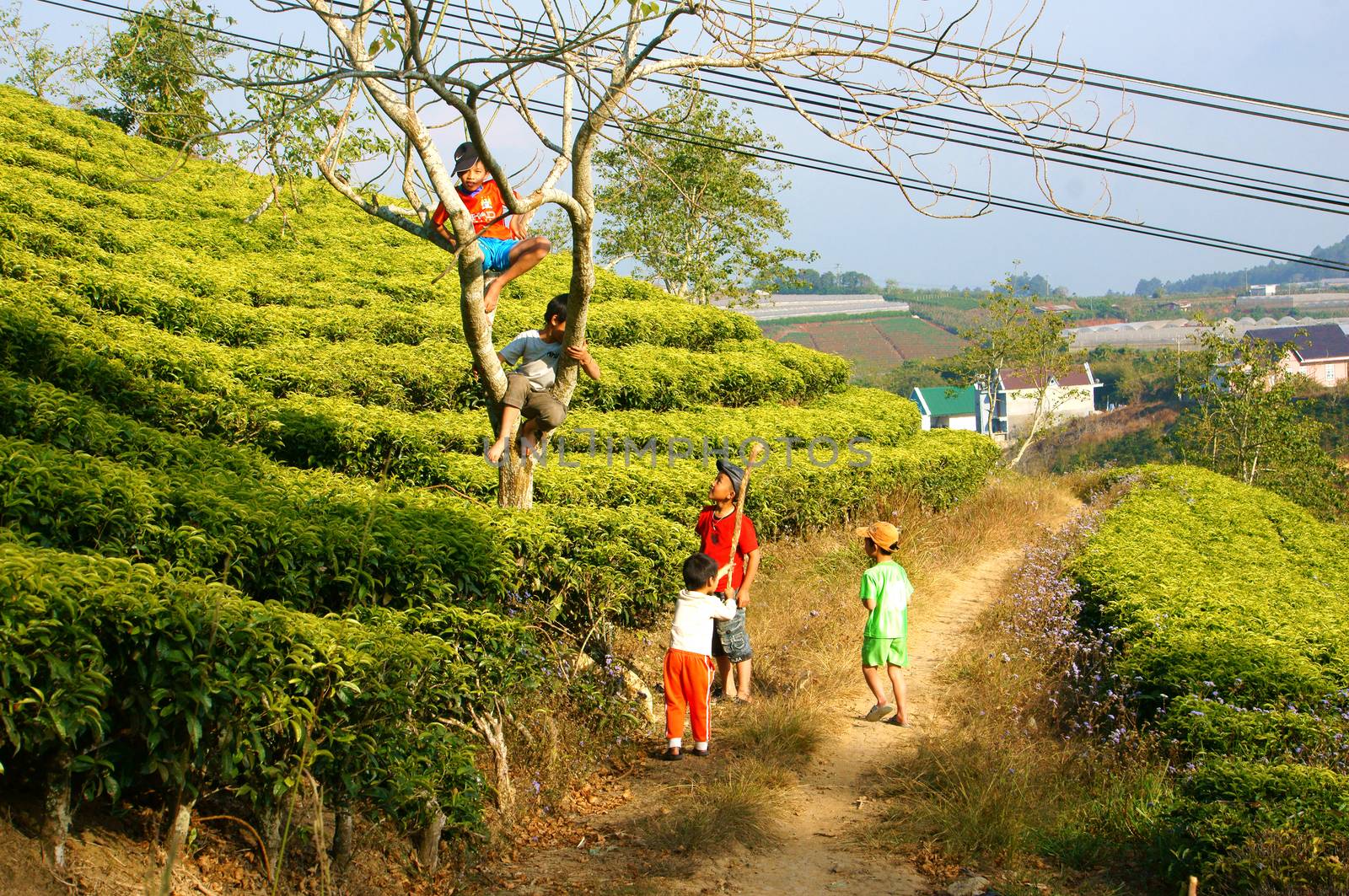 DA LAT, VIET NAM- JAN 24: Group of Asian children with outdoor activity, Vietnamese boy climbing to tree at tea garden, active kid happy with friendship, Dalat, Vietnamese, Jan24, 2014