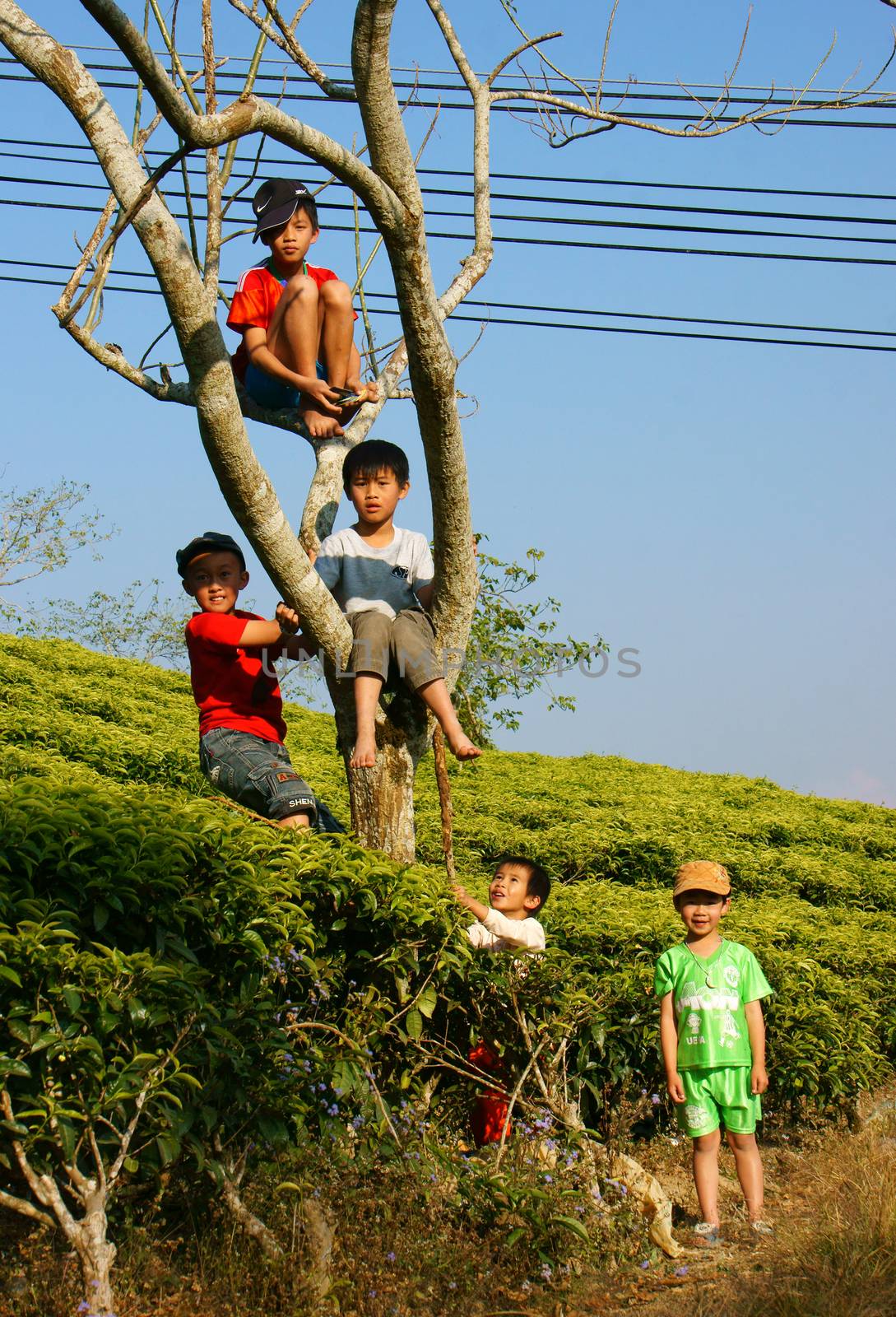 DA LAT, VIET NAM- JAN 24: Group of Asian children with outdoor activity, Vietnamese boy climbing to tree at tea garden, active kid happy with friendship, Dalat, Vietnamese, Jan24, 2014