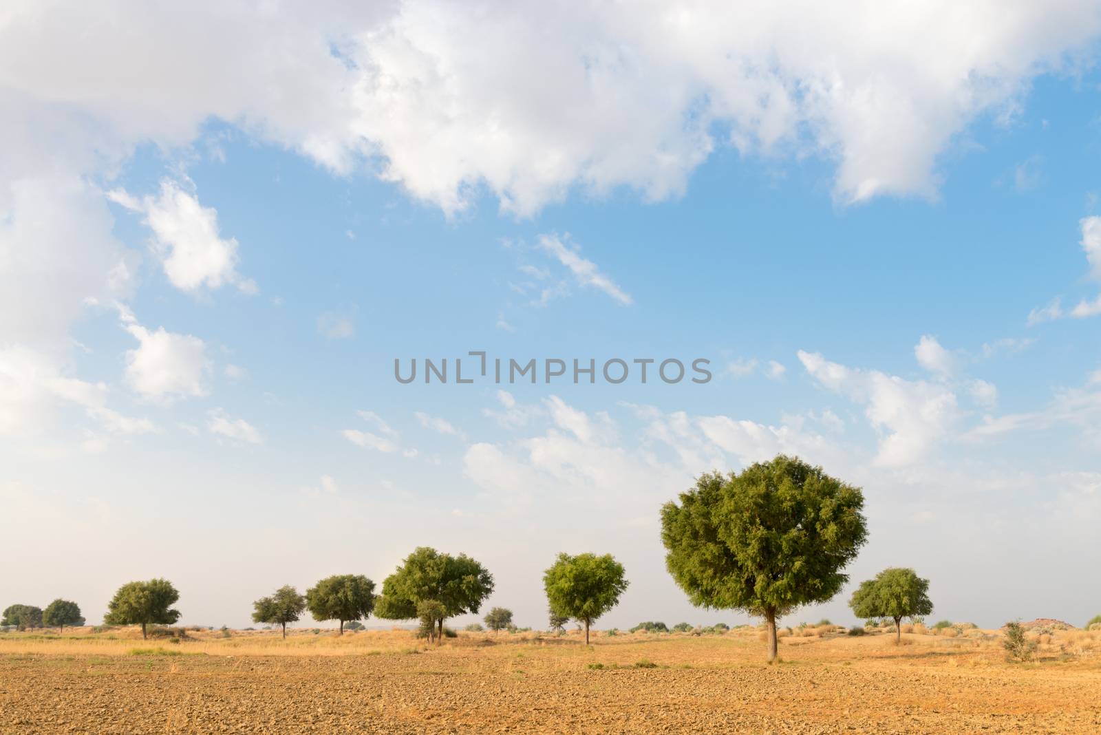 Agricultural fallow land field under blue sky in thar desert (great indian desert)