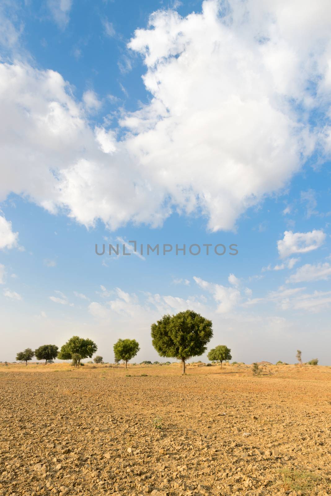 Agricultural fallow land field under blue sky in thar desert (great indian desert)