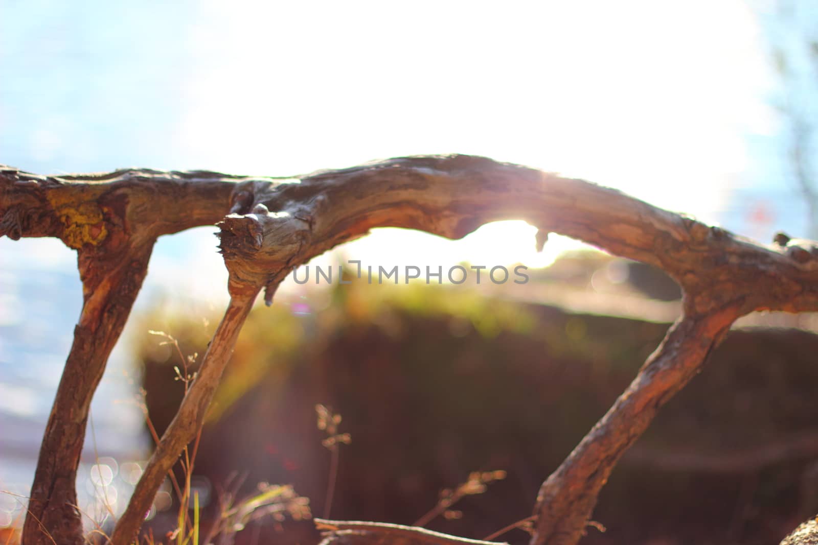 tree roots and sun light. beautiful background