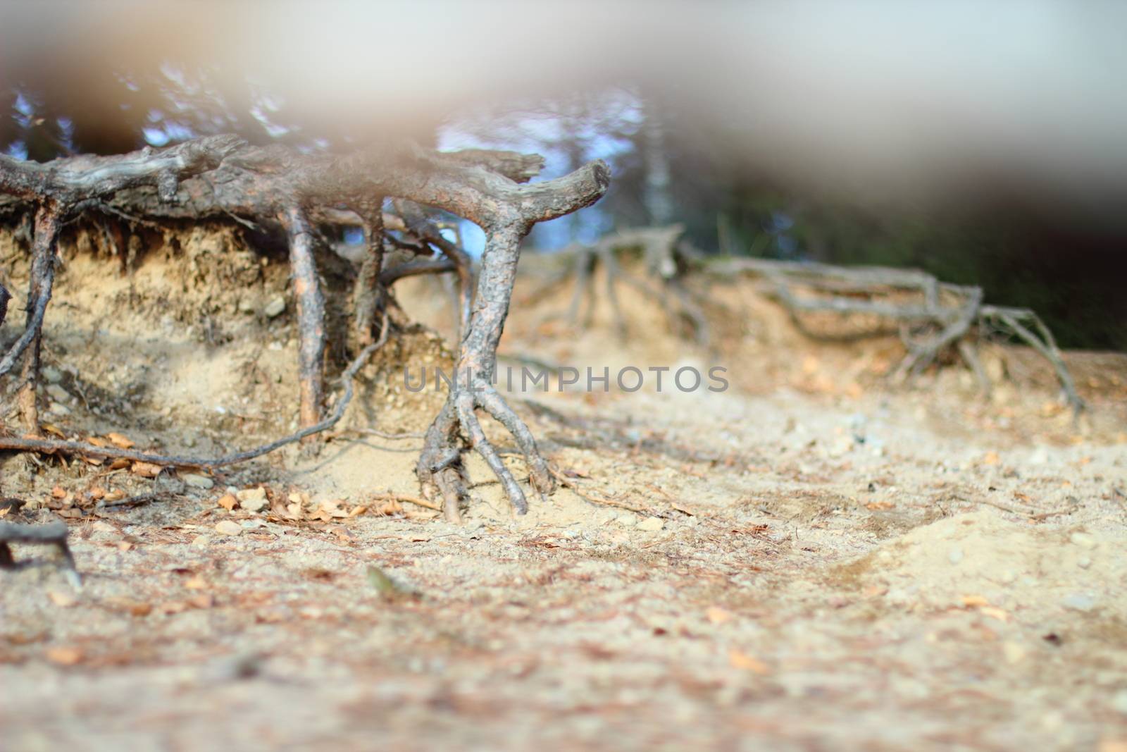 tree roots and sun light. beautiful background