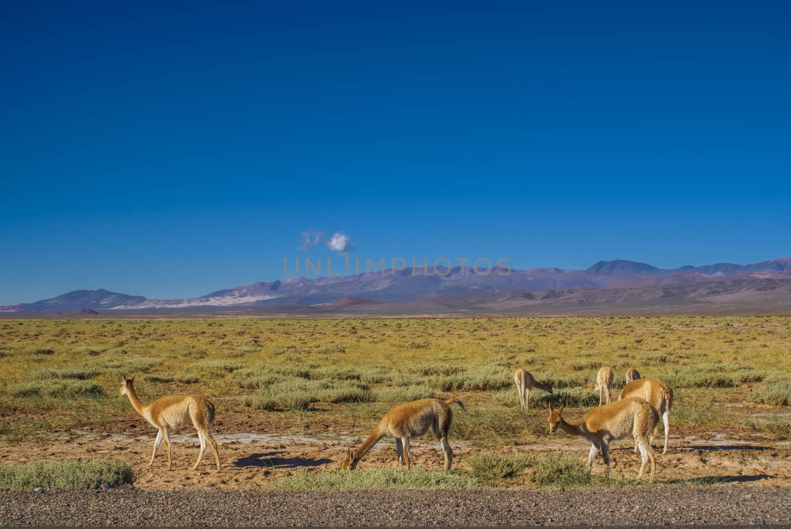 Guanaco lamas on picturesque landscape in Argentina, south America            