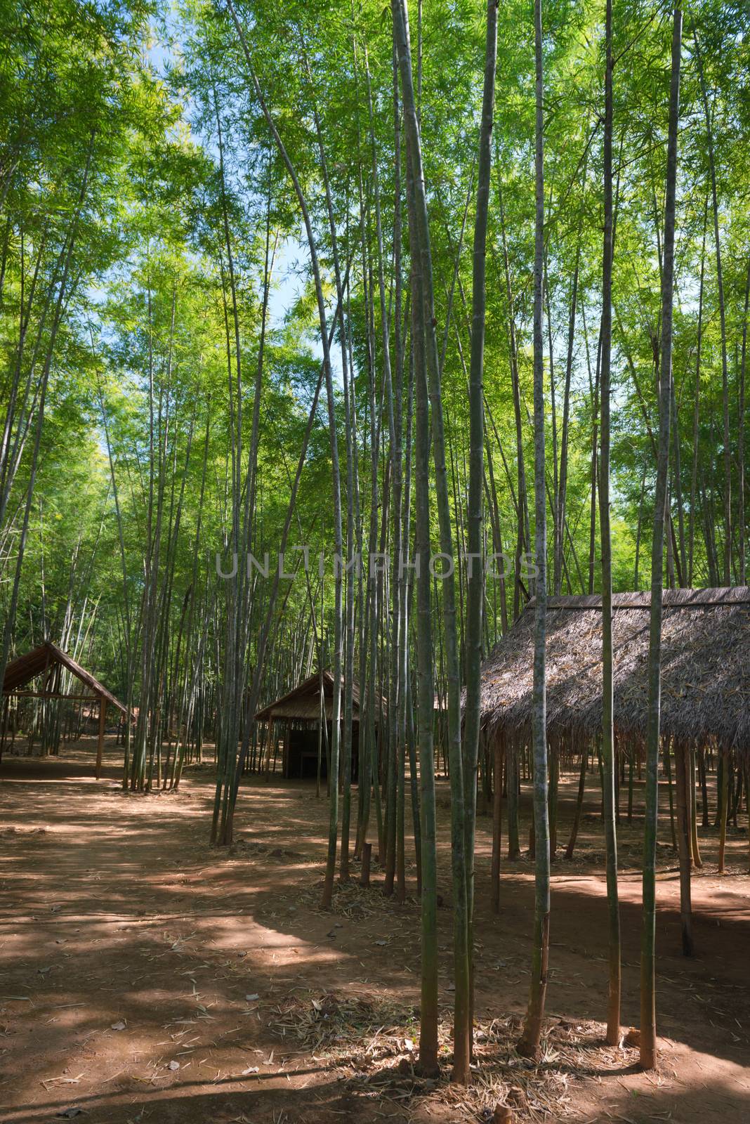 Bamboo forest and wooden pavilions by iryna_rasko