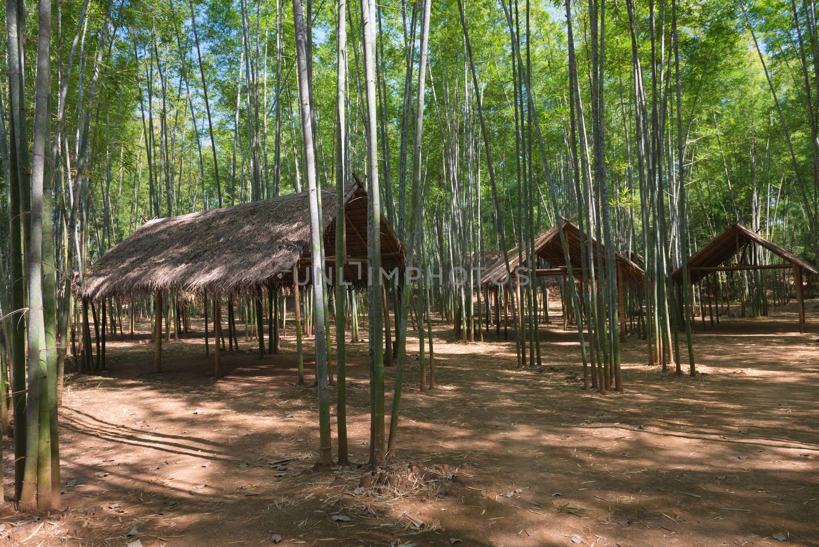 Green bamboo forest and wooden pavilions