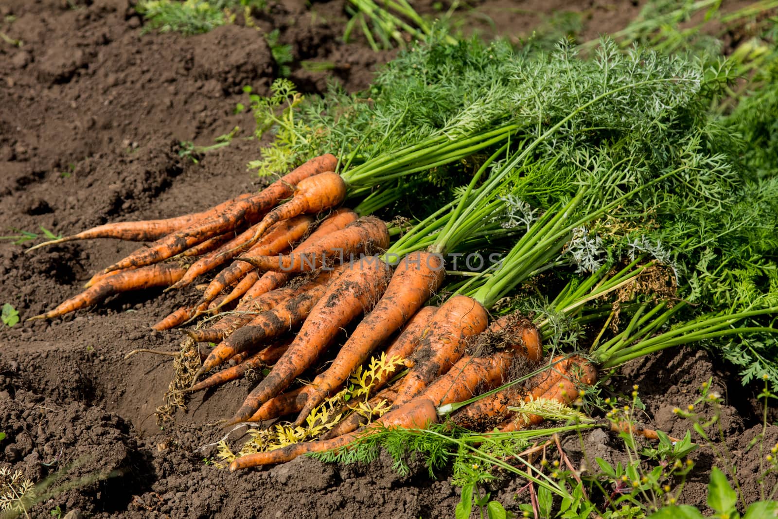 Harvest fresh organic carrots on the ground