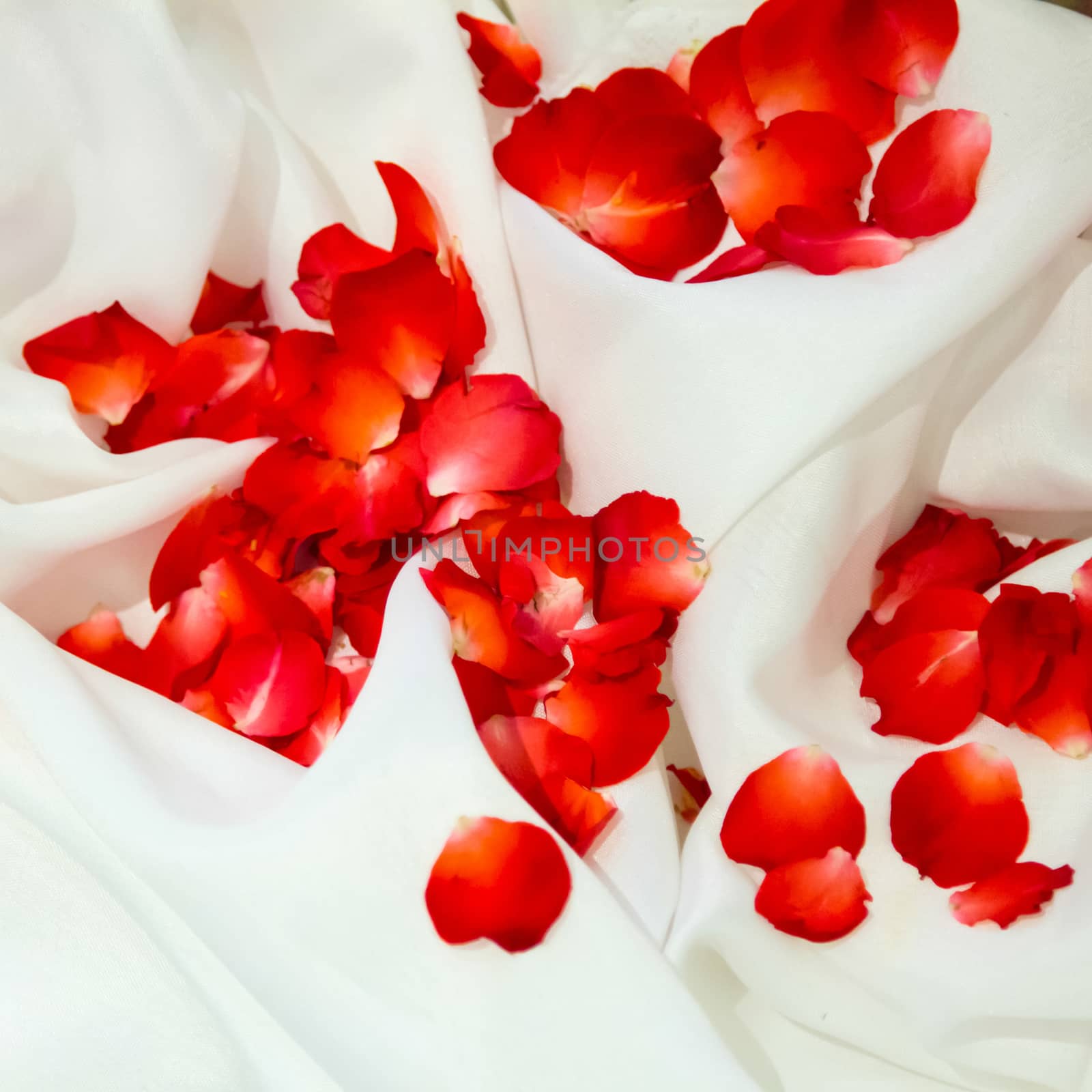 Rose petals by liewluck