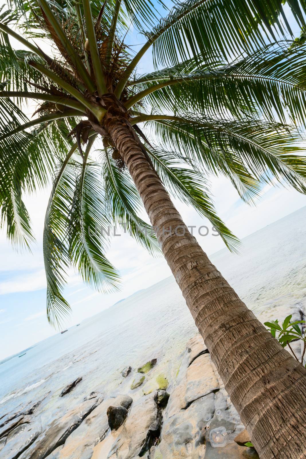 Tropical coconut palm and sea with blue sky on background