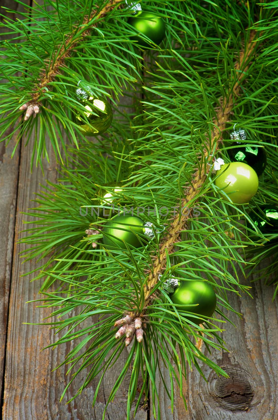 Christmas Decoration with Small Green Baubles into Fluffy Green Pine Branches with Long Needles closeup on Rustic Wooden background