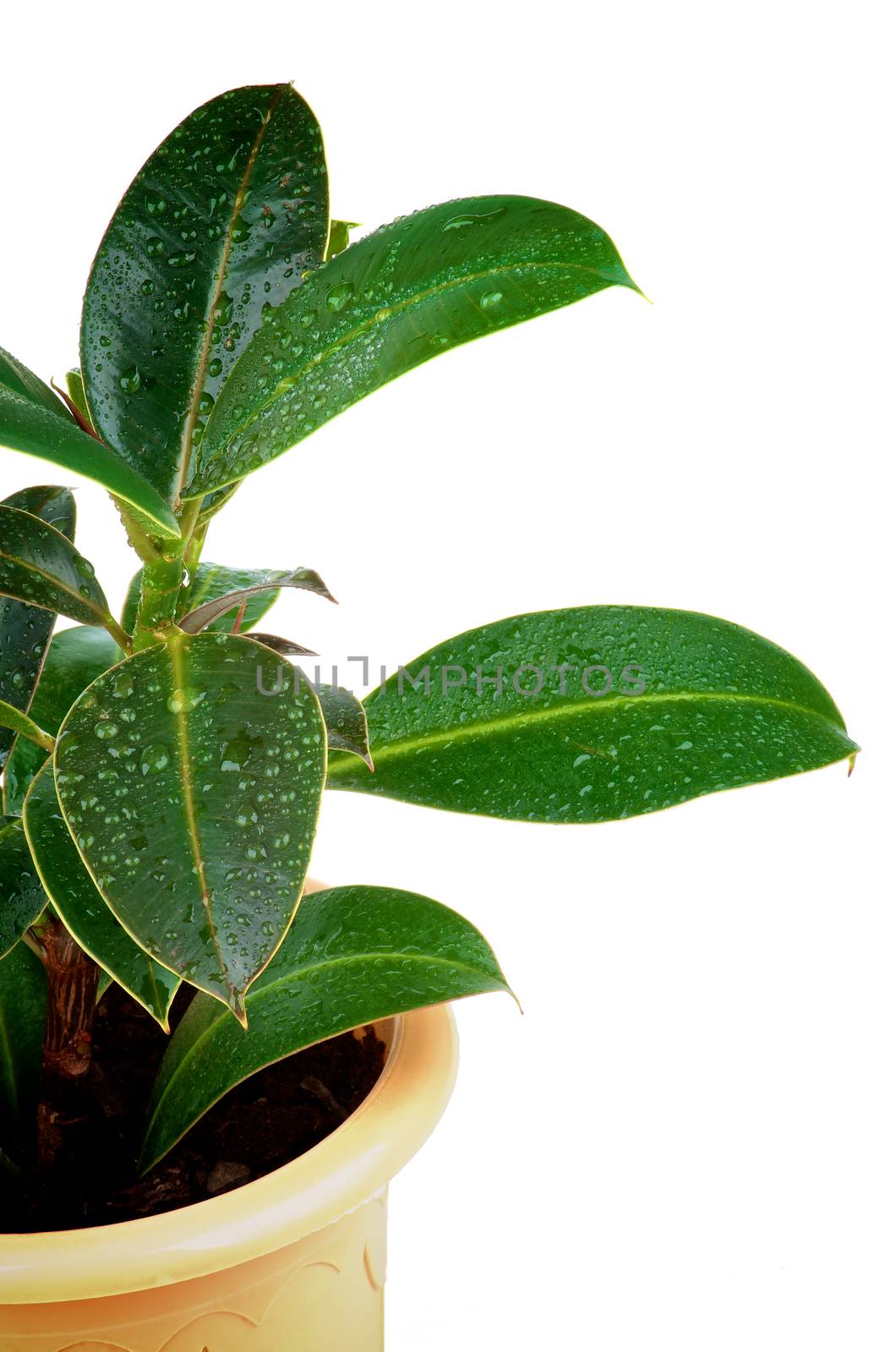 Fresh Ficus Leaves with Water Drops in Pot isolated on white background