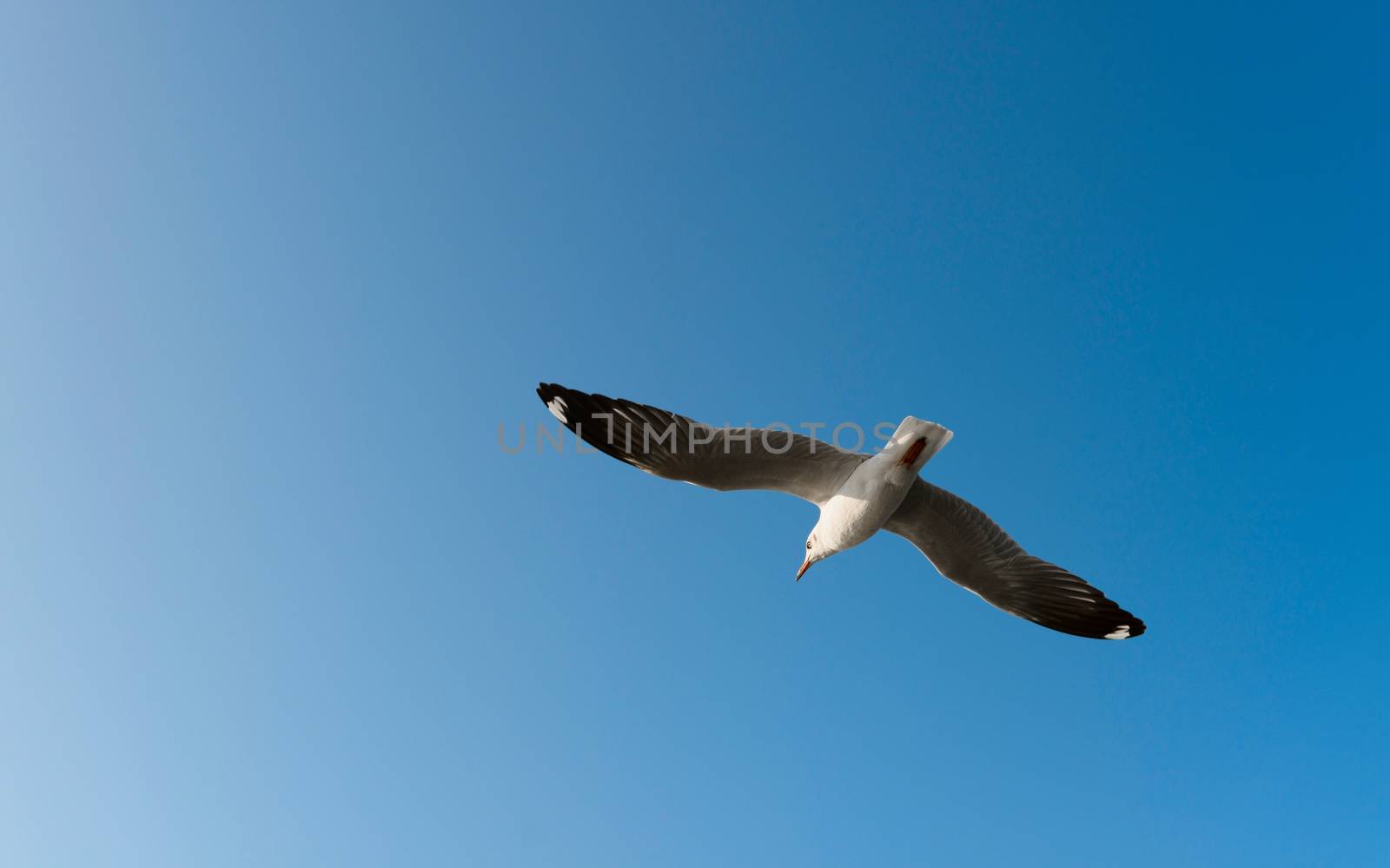 White seagull fly in the bright blue sky 