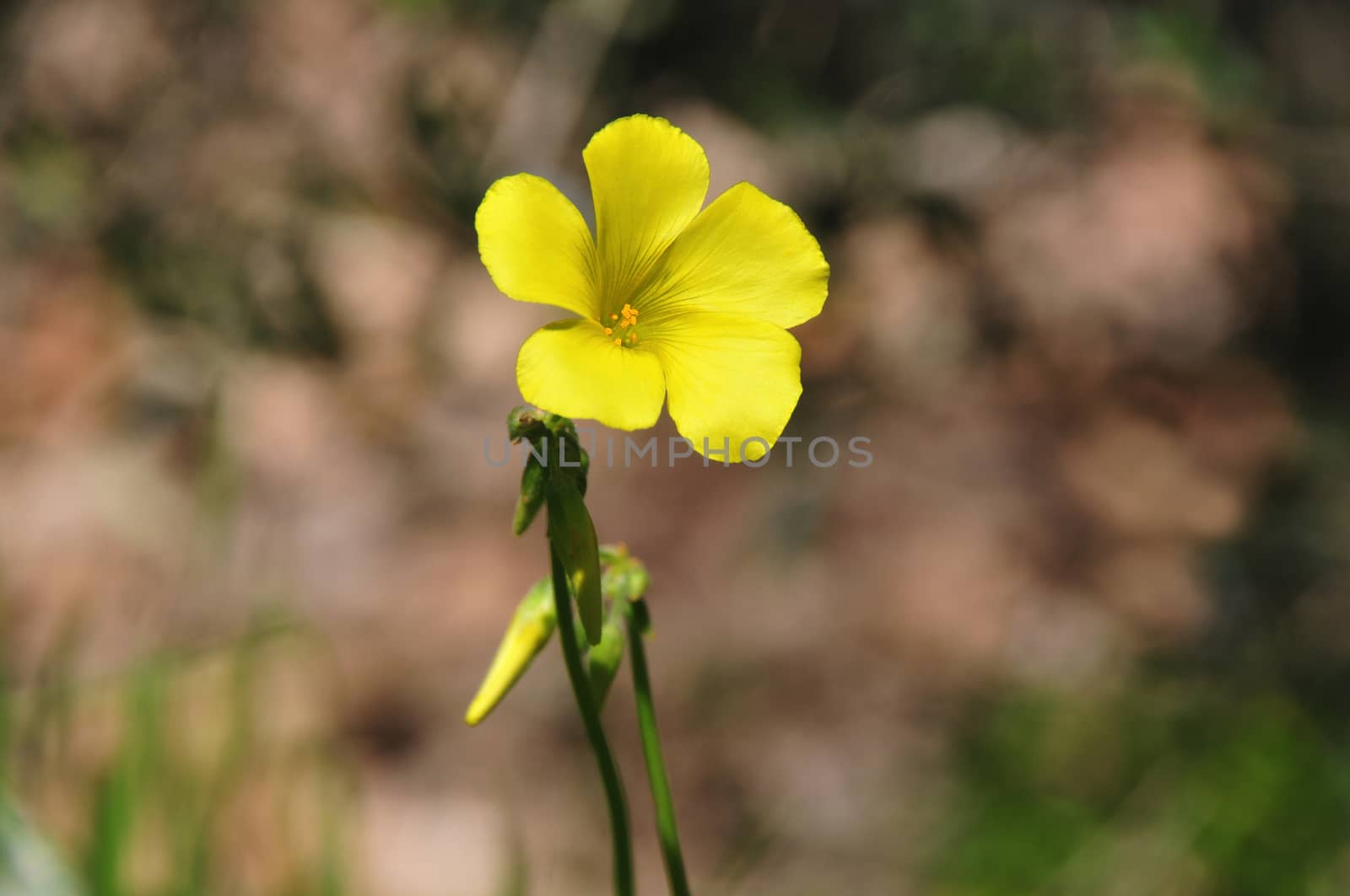 Yellow Flower