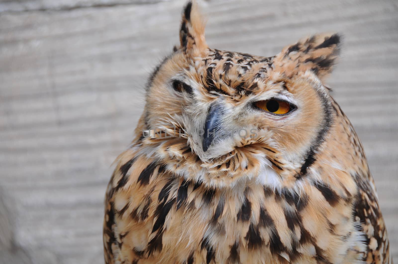 Closeup of an eagle owl
