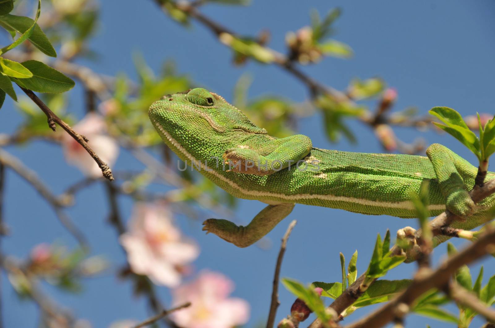 Green chameleon jumping from tree to another tree. 