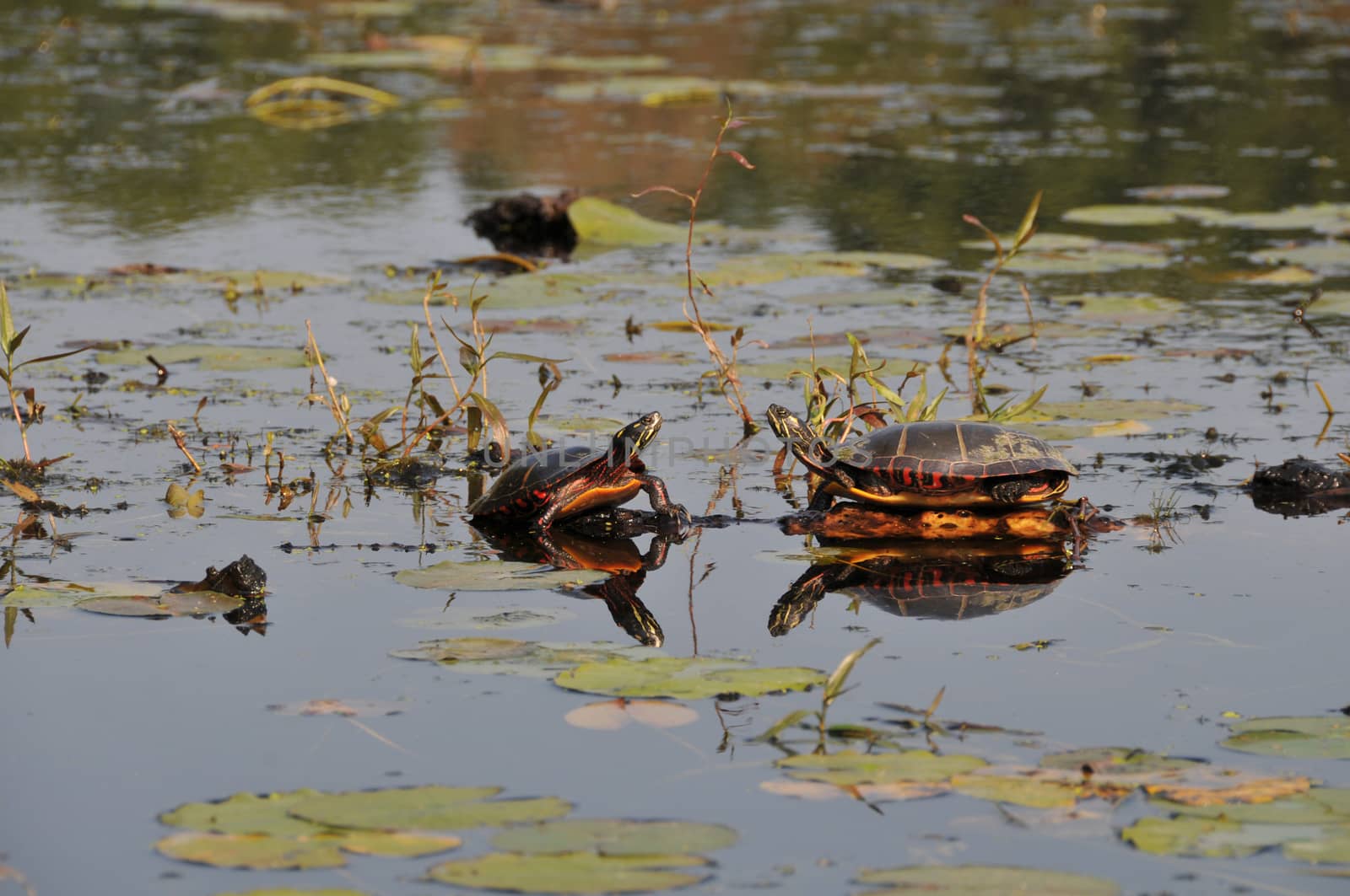 Two turtles looking at each other