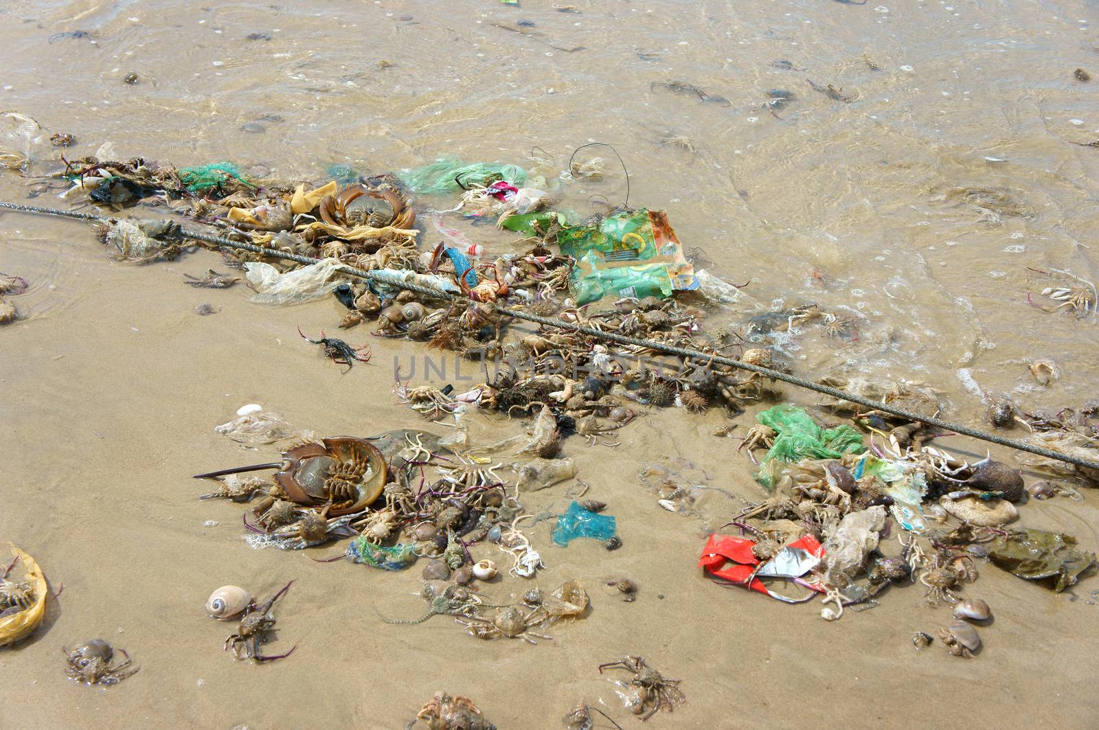 Waste of seafood source at Vietnam fishing village, group of tender crab, snail, shellfish death on sand, nature resources is waste, danger for global environment